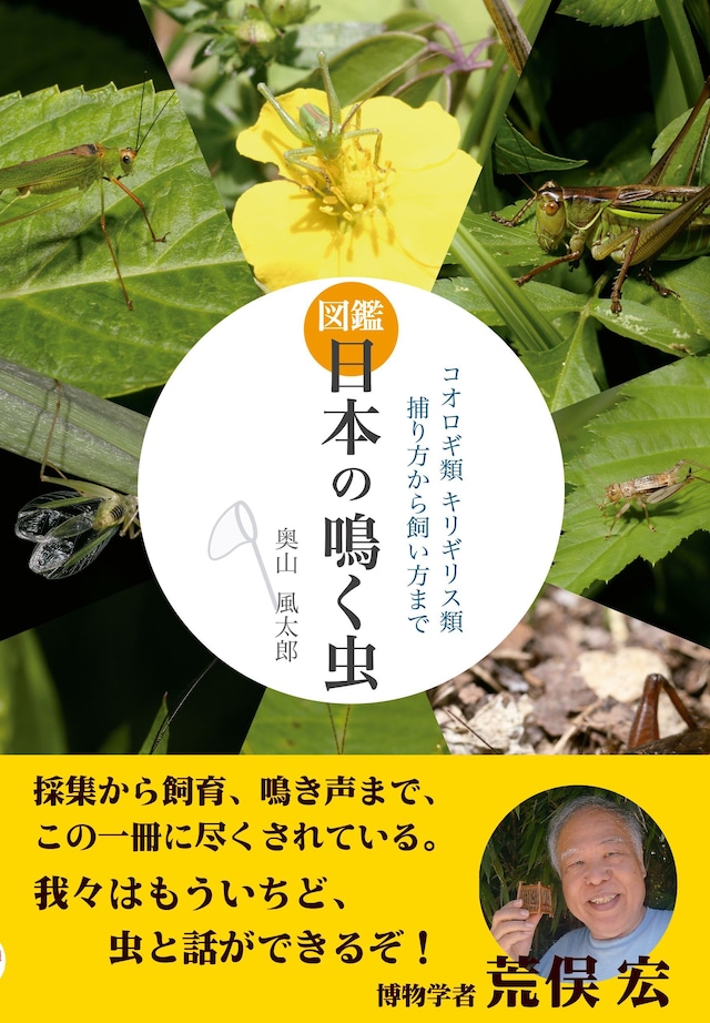 図鑑 日本の鳴く虫 コオロギ類 キリギリス類 捕り方から飼い方まで