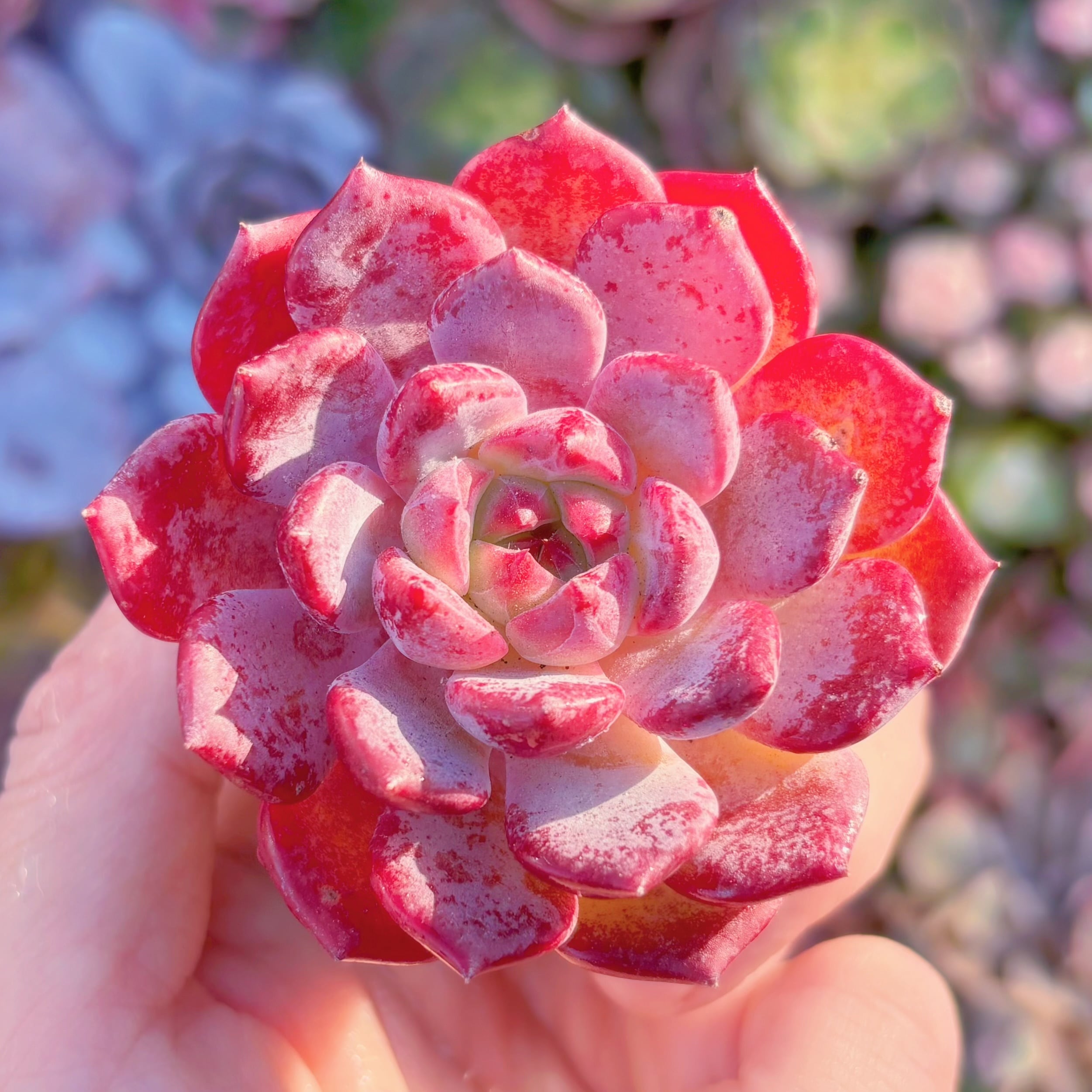 多肉植物　新品種　緋焔（ひえん）　新入荷　るる農園