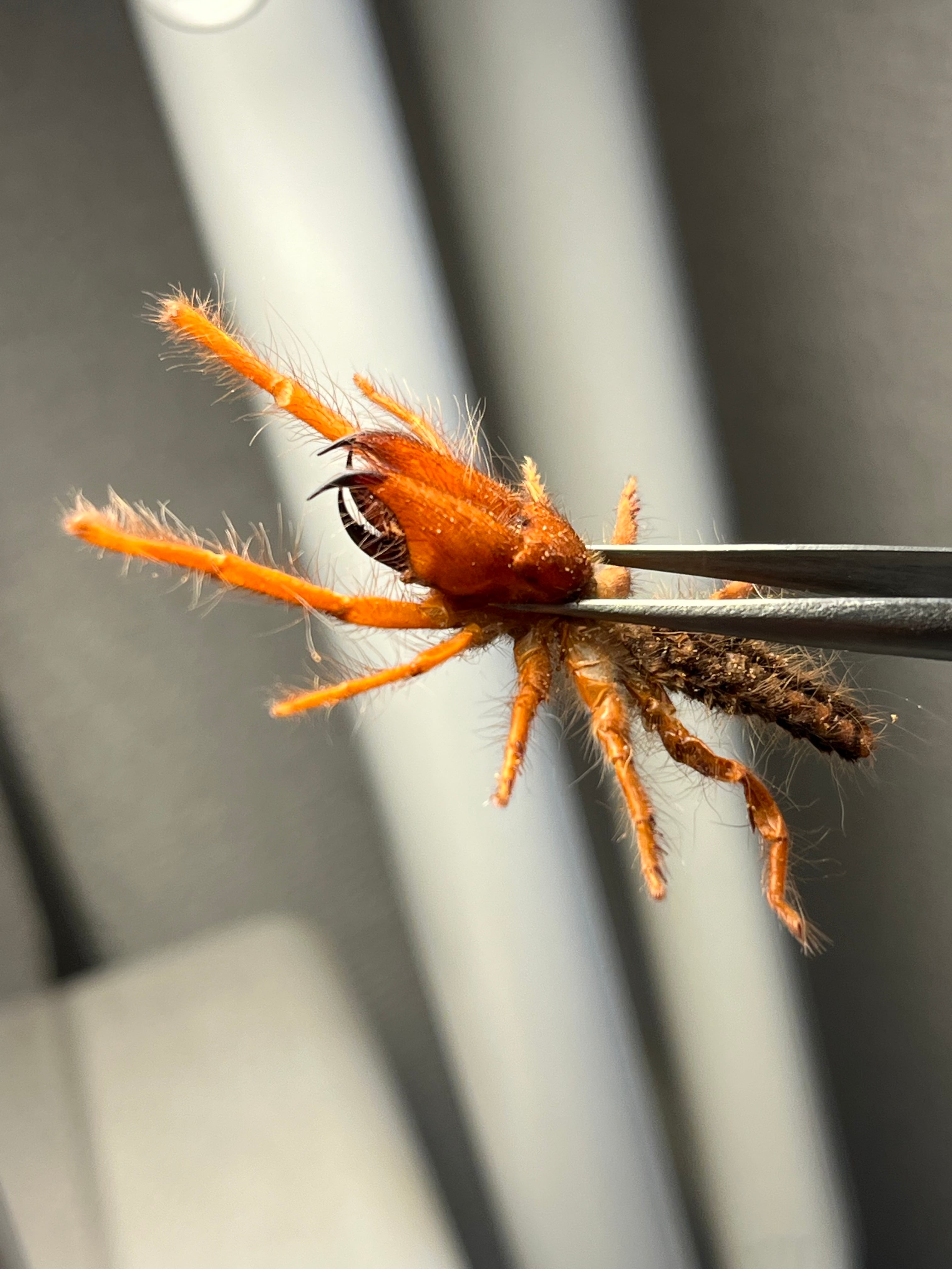 ブラッドレッドヒヨケムシ Dinorhax rostrumpsittaci 奇蟲標本 標本