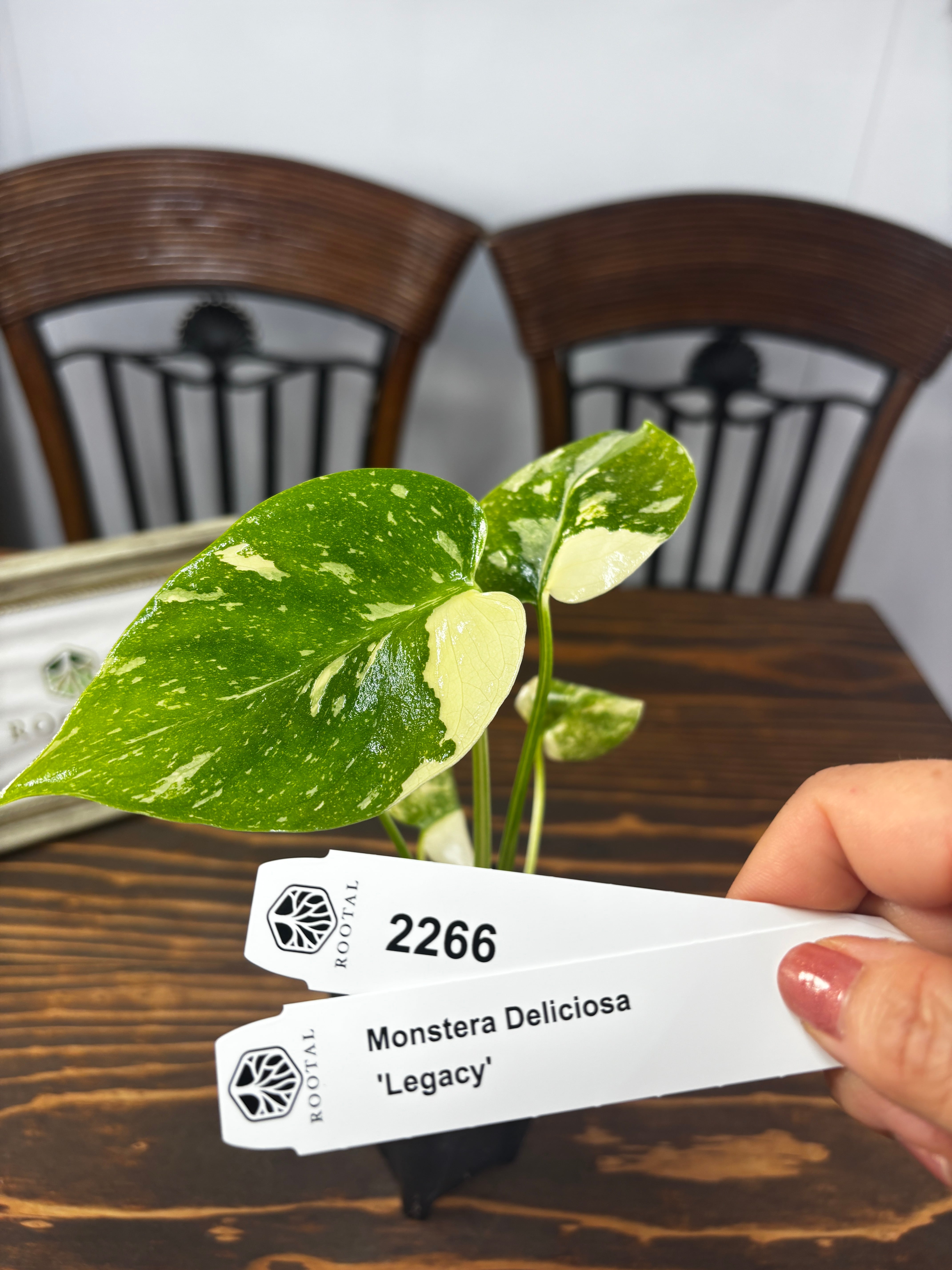 ★2266【超レア!極斑】モンステラ デリシオサ レガシー(2.5号ロング硬質ポット)
