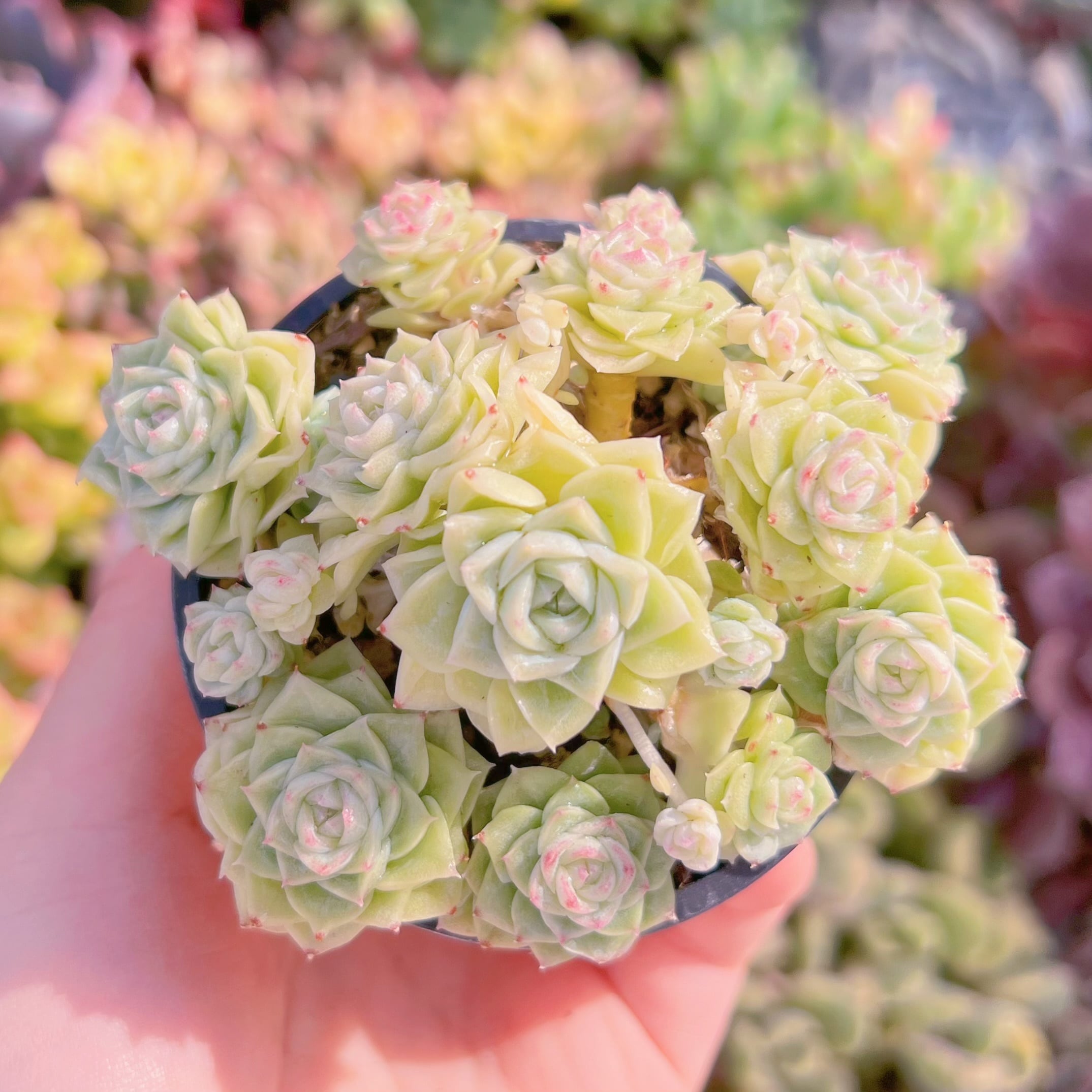 現品　ホワイトスワン#2226　群生　るる農園