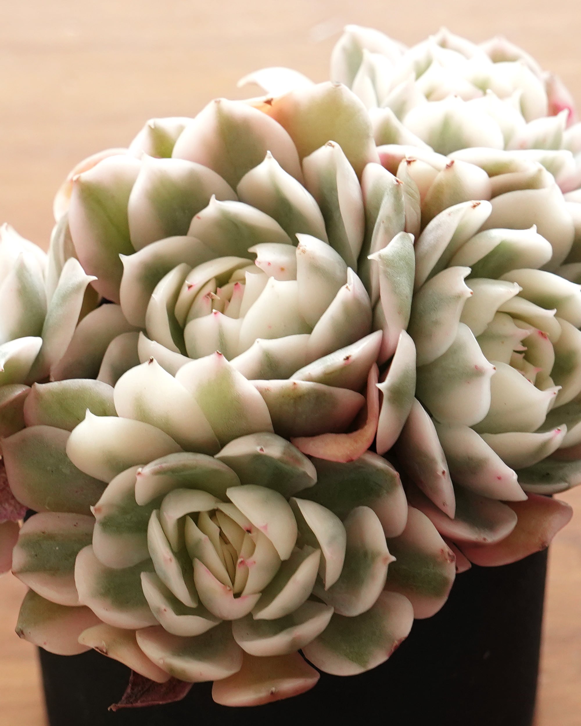 NEW RELEASE | PUKUBOOK SUCCULENTS