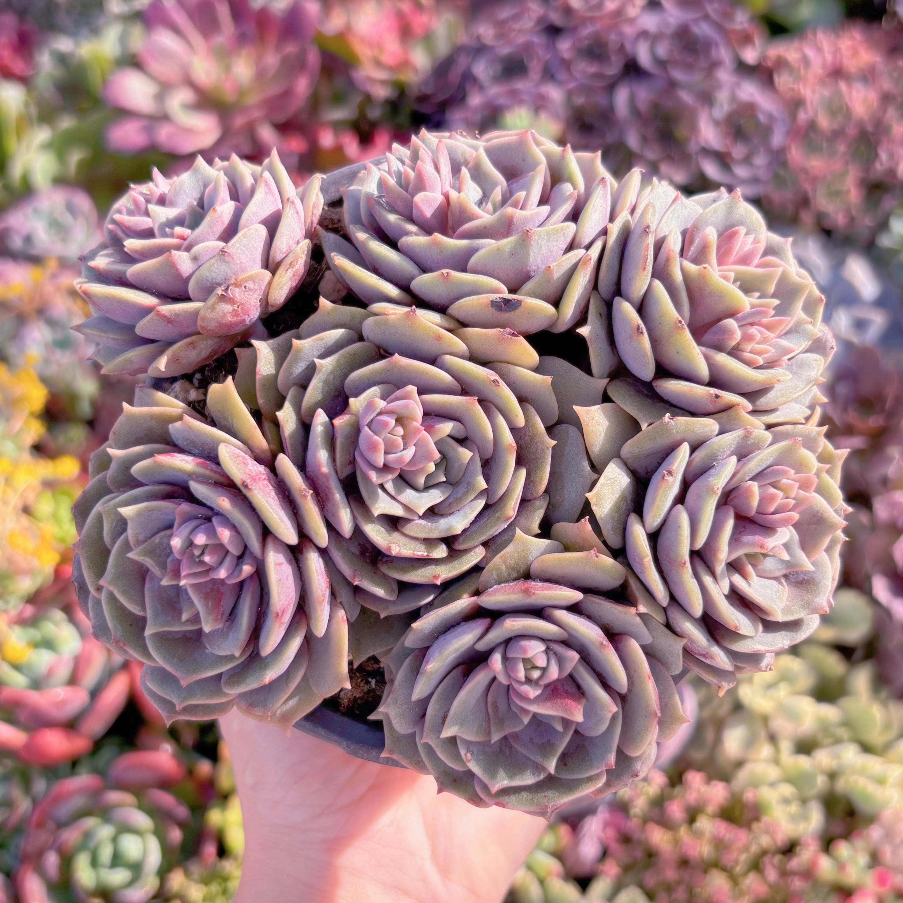 現品　紫姫#M029　大群生　新入荷　るる農園