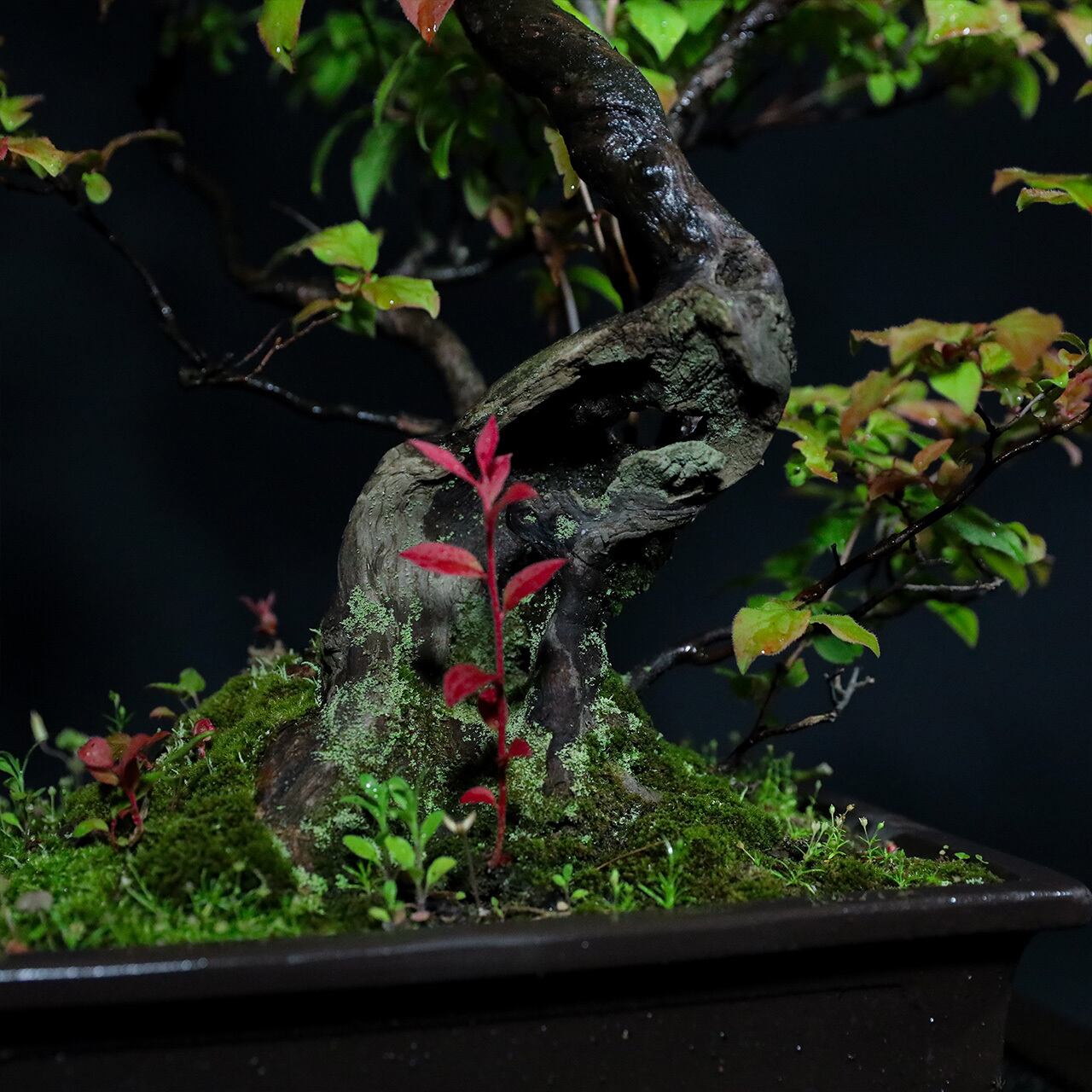 ナツハゼ？鉢付き盆栽 ナツハゼ？鉢付き盆栽 ナツハゼの紅葉 : ヒロシのミニミニ盆栽ワールド