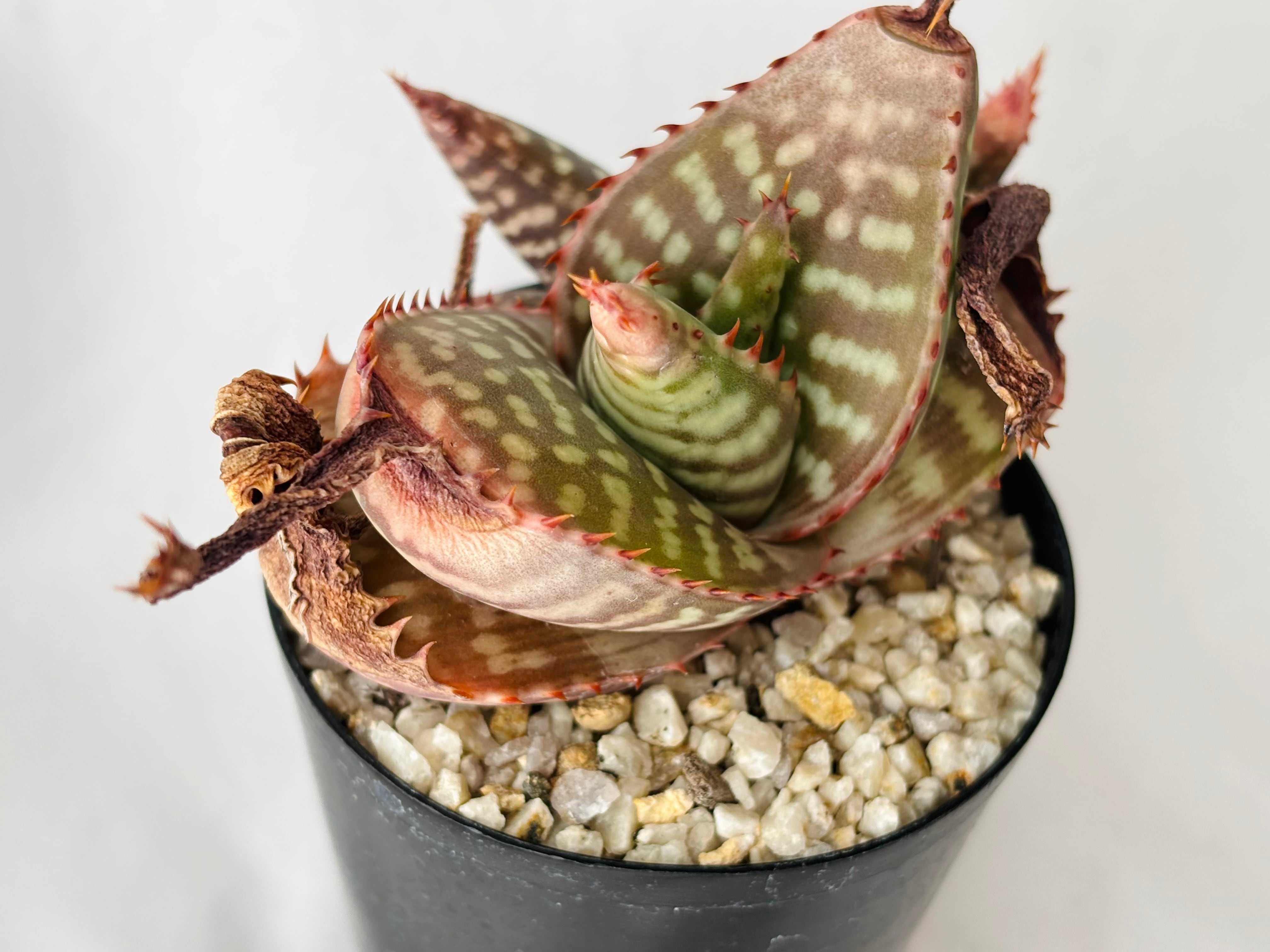 Aloe maculata v.latifolia アロエ ラティフォリア 多肉植物 | plants