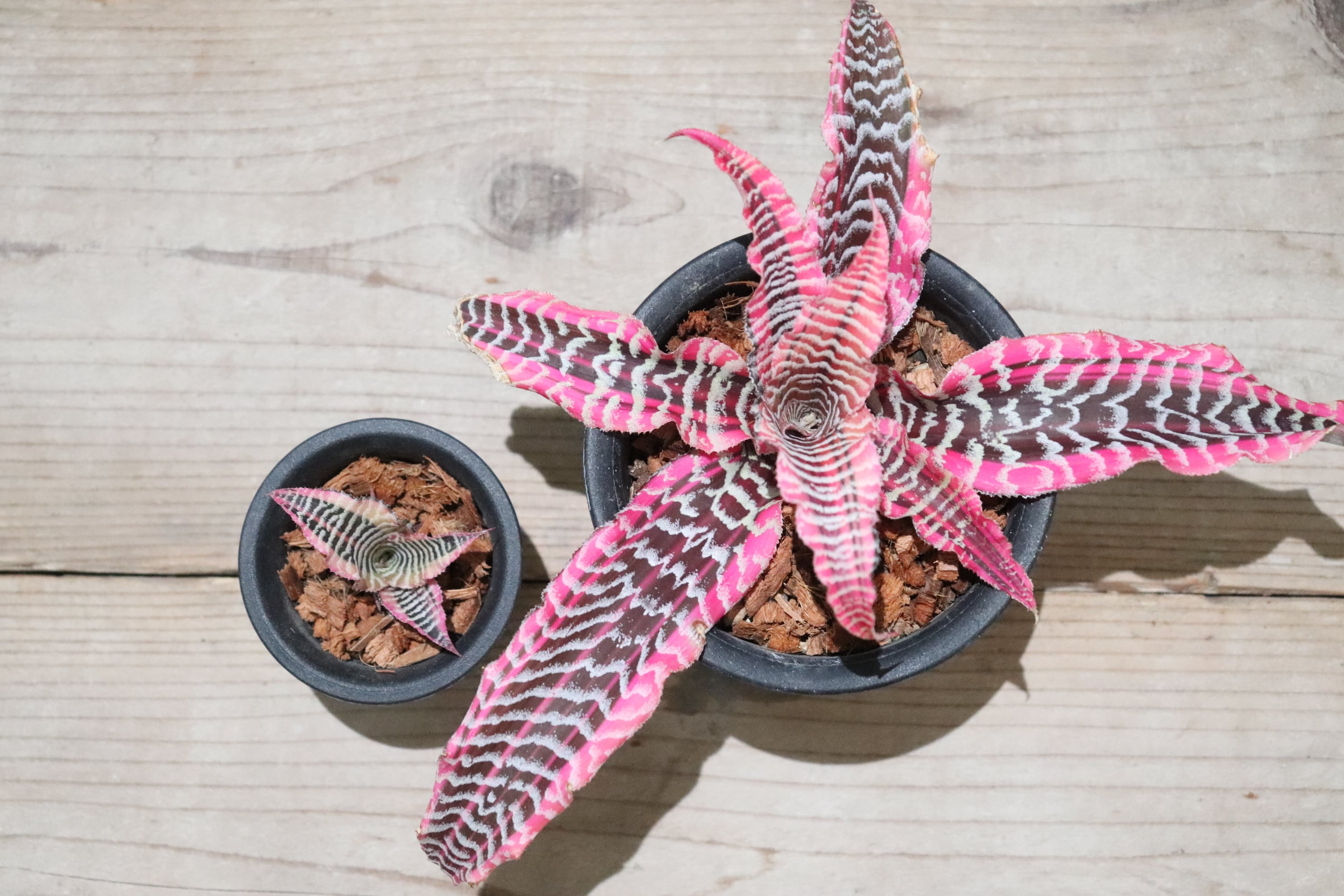 送料無料】Cryptanthus 'Elaine'〔クリプタンサス〕現品発送CR001A