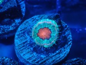 Loadhowensis Baby "Red" 34