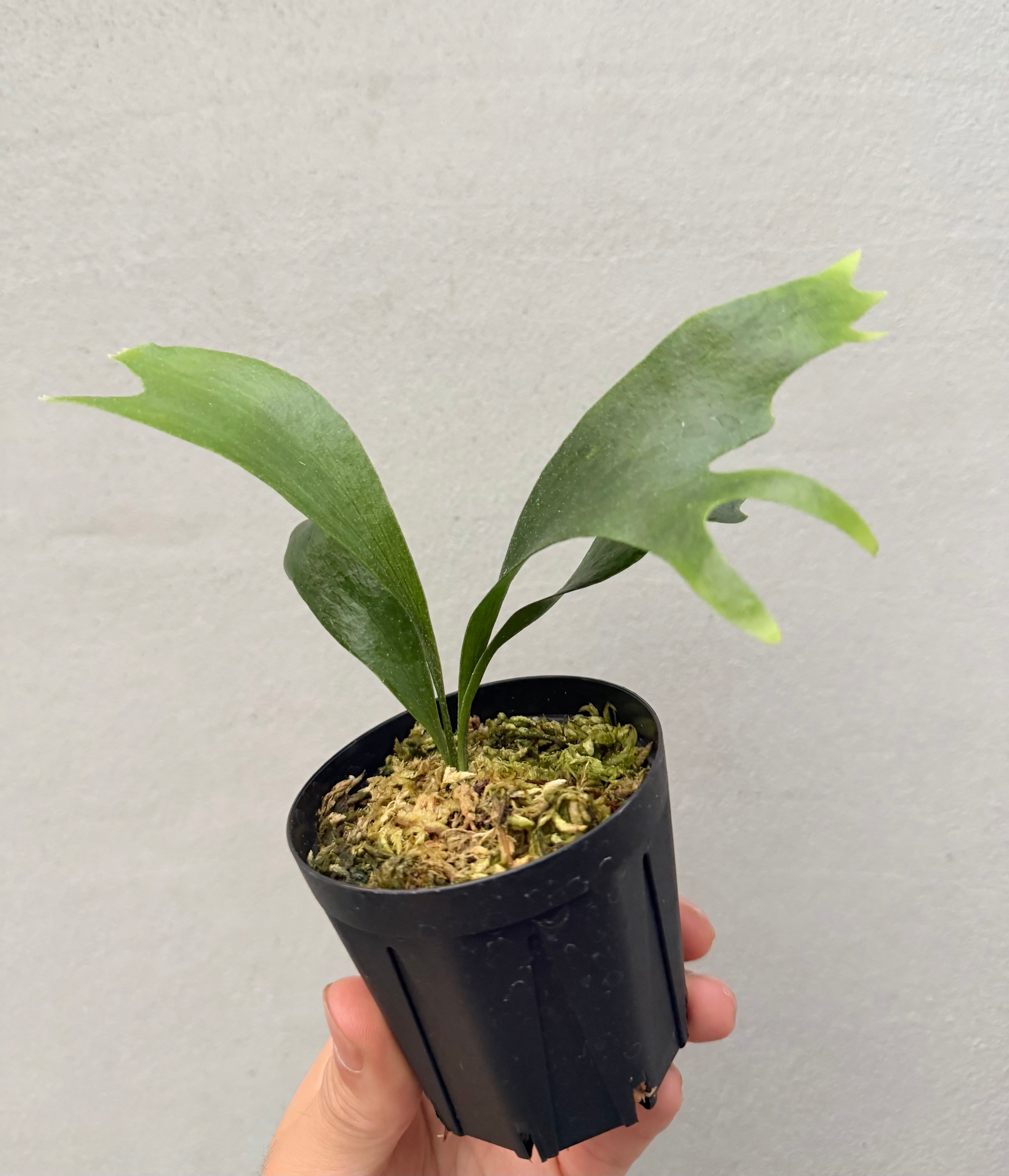 c) P. hillii 'Rod Pattison' (RP) spore grown ② ビカクシダ ヒリー