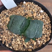 【クリアランスセール対象商品】ガステリア　臥牛【255】【再撮影】【▼】