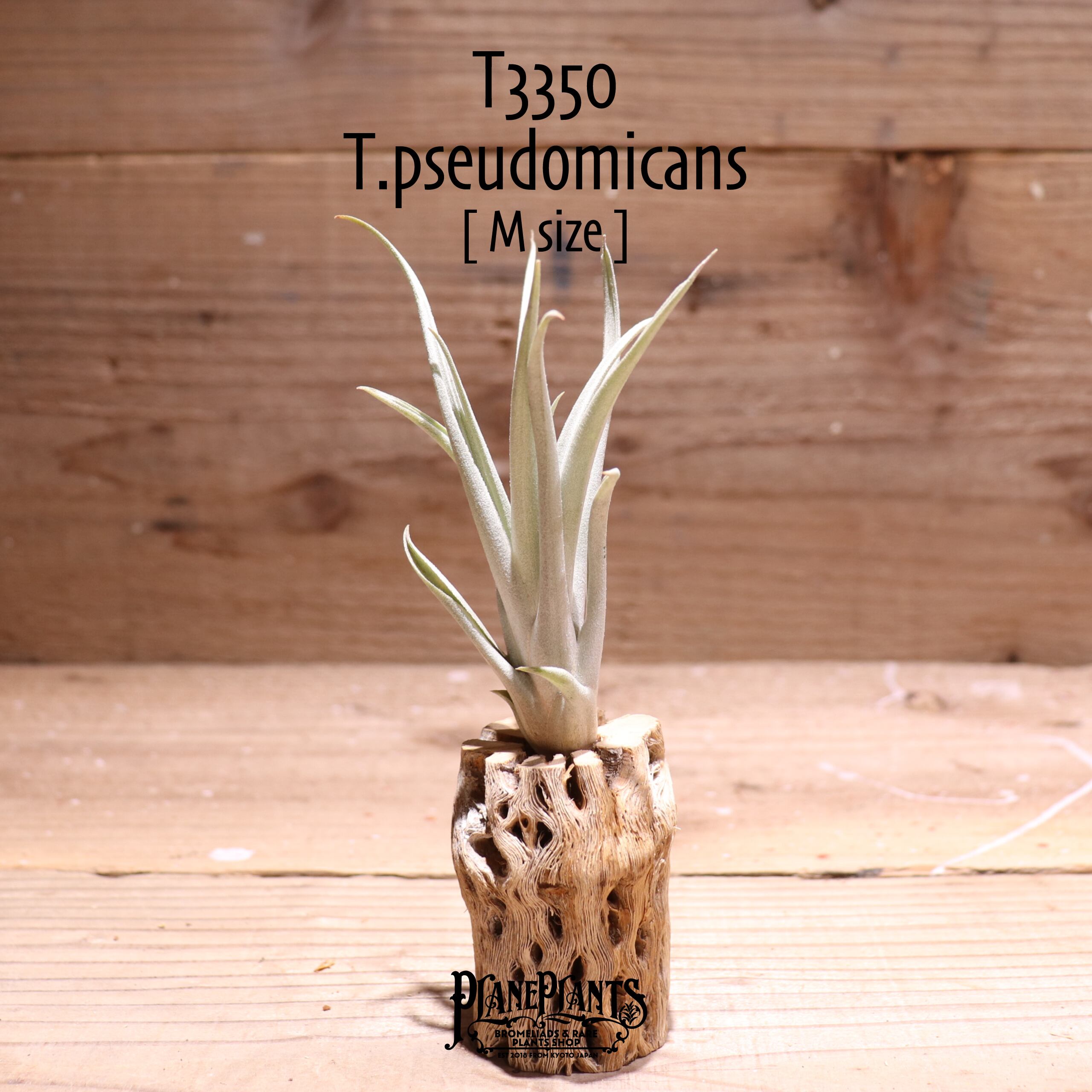 初入荷》【送料無料】pseudomicans〔エアプランツ〕現品発送T3350