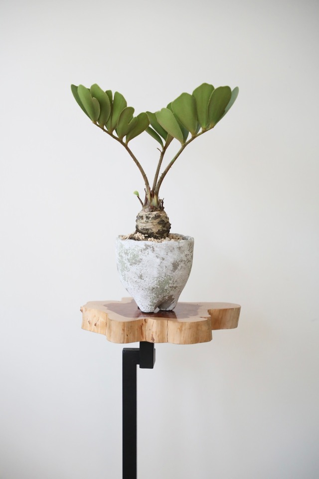 ザミア フロリダーナ/Zamia furfuracea　※陶器鉢付き