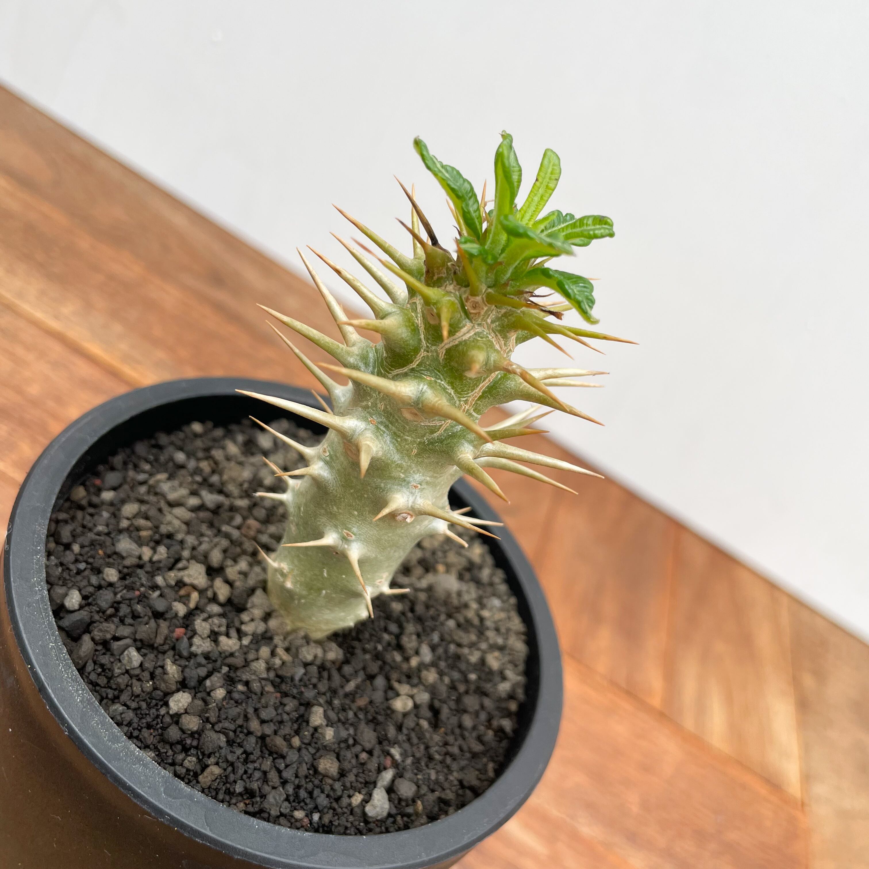 Pachypodium ambongense【パキポディウム・アンボンゲンセ・実生