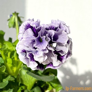 【ブラックフライデー　11/25-30出荷】　フリルパンジー苗　　コライユブルー　3個セット