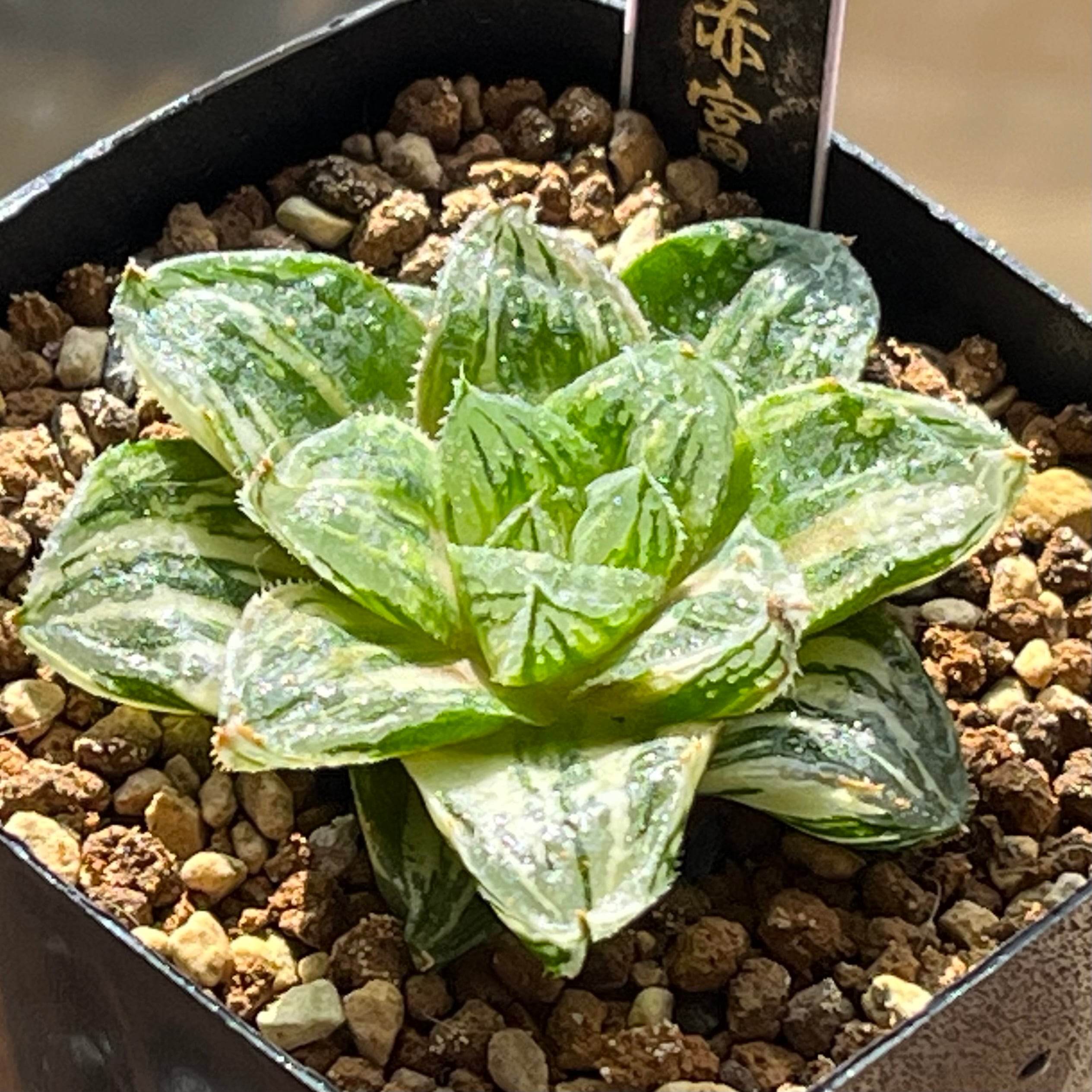 ハオルチア アトロフスカミュータント錦 | mocono_plants