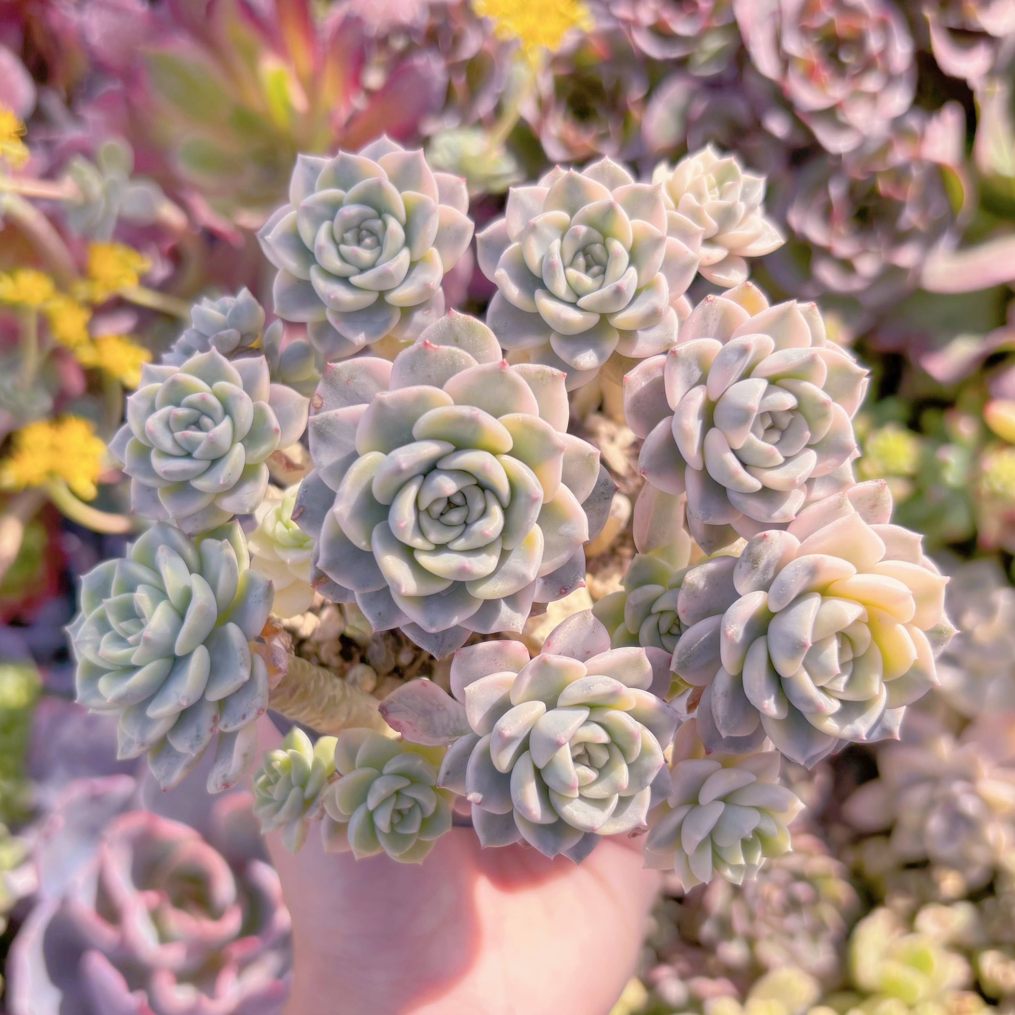 現品　ティンカーベル錦#M098　大群生　新入荷　るる農園