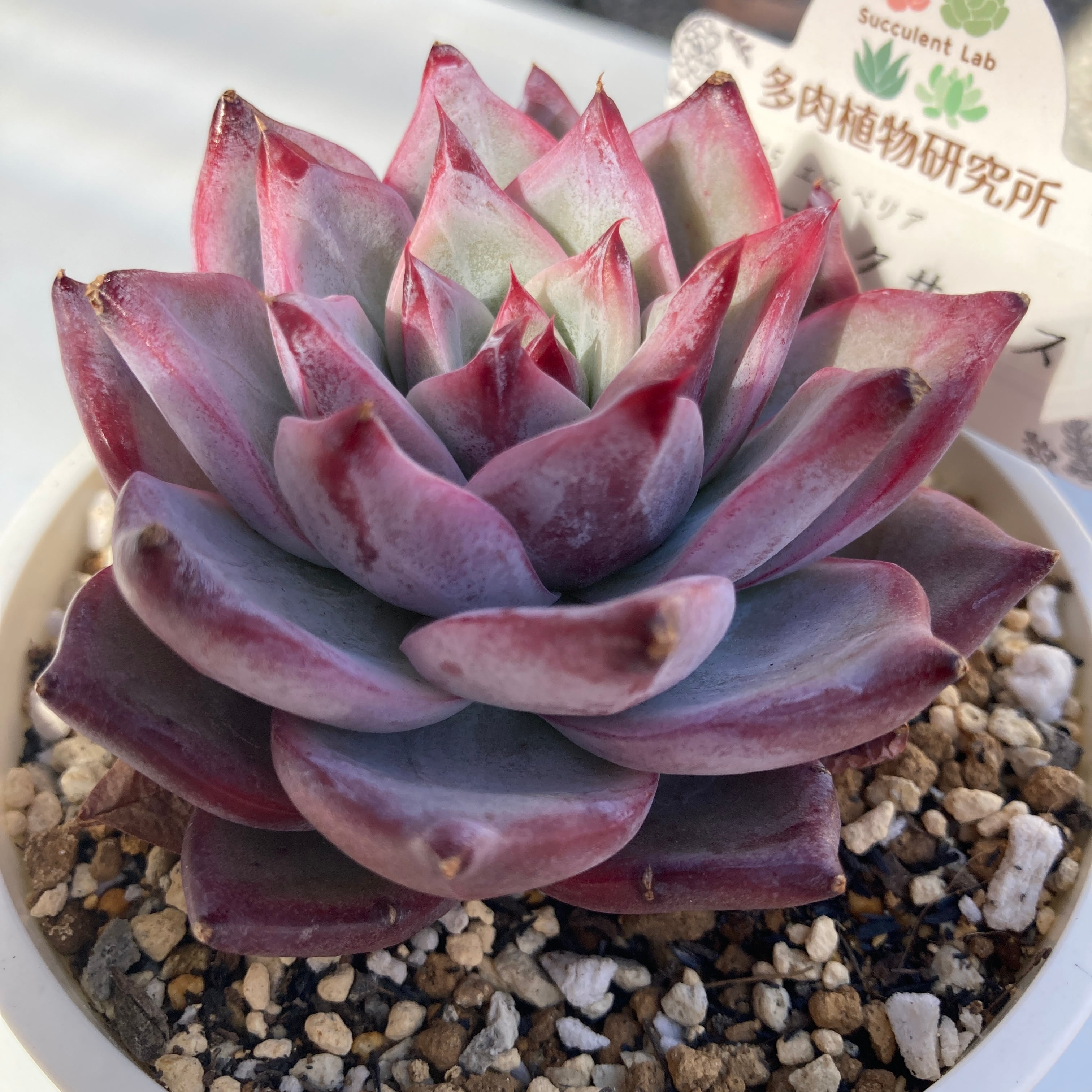 現物商品】ブラックサバス 3号サイズ | 多肉植物研究所 現物商品】ブラックサバス 3号サイズ | 多肉植物研究所