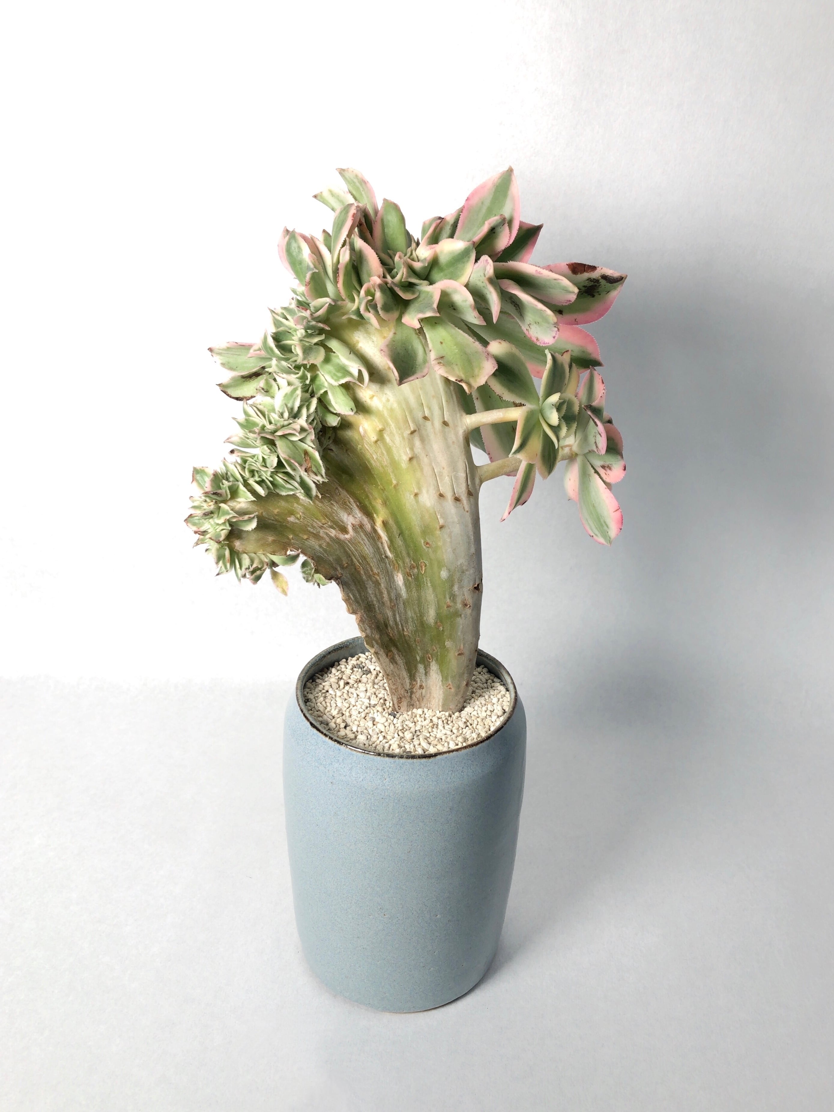 43c8873067e48403d314b9ca1e349f