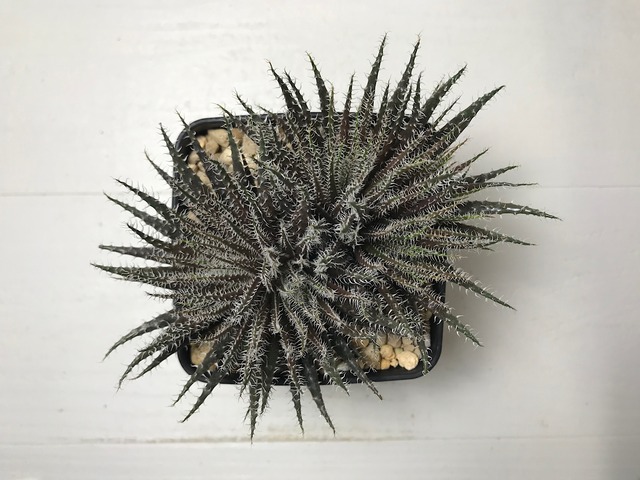 アロエ ハオルチオイデス