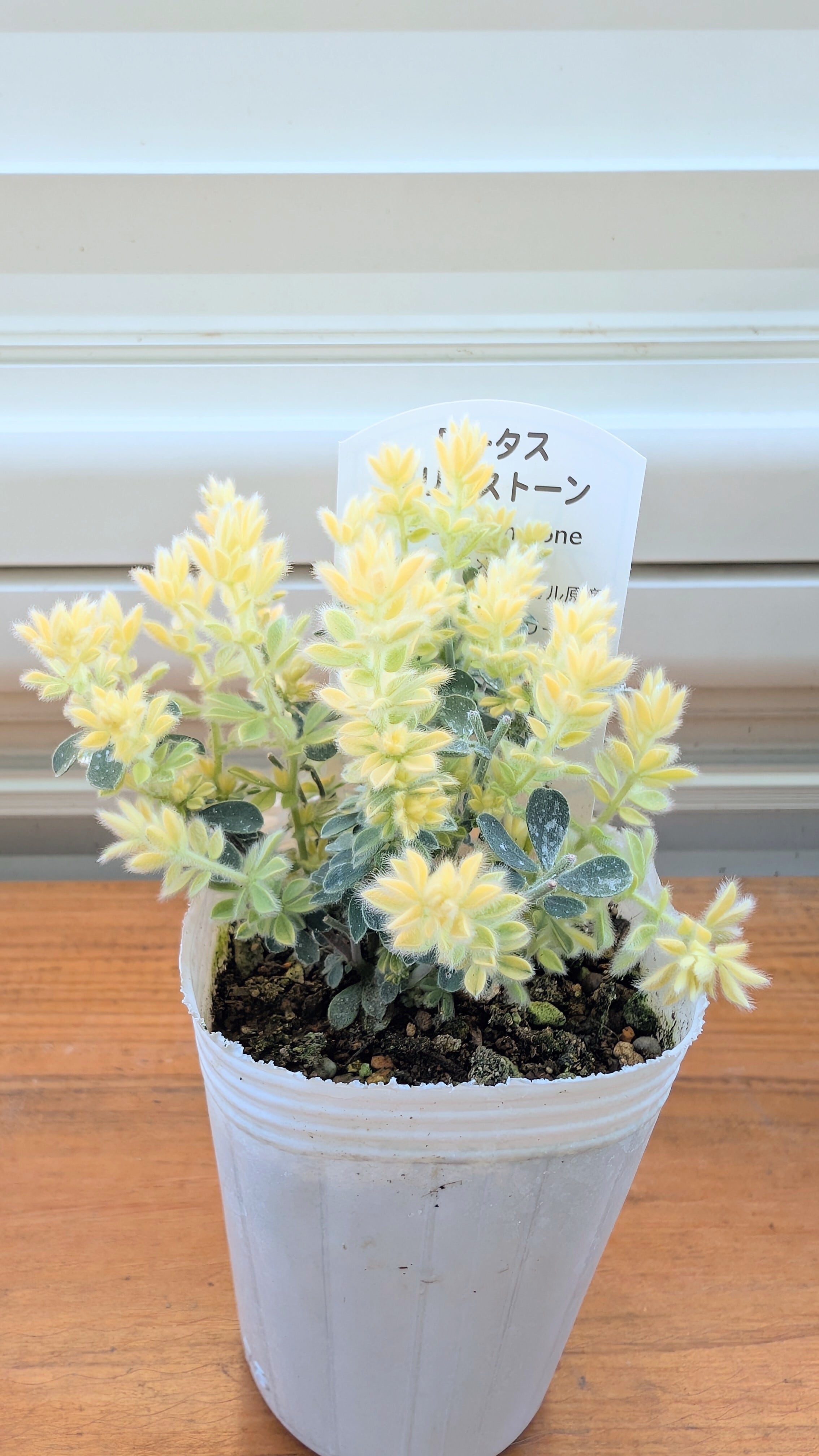 もふもふ⭐️⭐️⭐️ロータス　プリムストーン　抜き苗 ⭐️⭐️⭐️ 草花苗 ロータス ブリムストーン 2.5号 常緑 多年草 カラーリーフ 丈夫