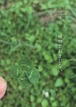 植物とおまじない（ideallife with plants ~植物はたのしい~18号）