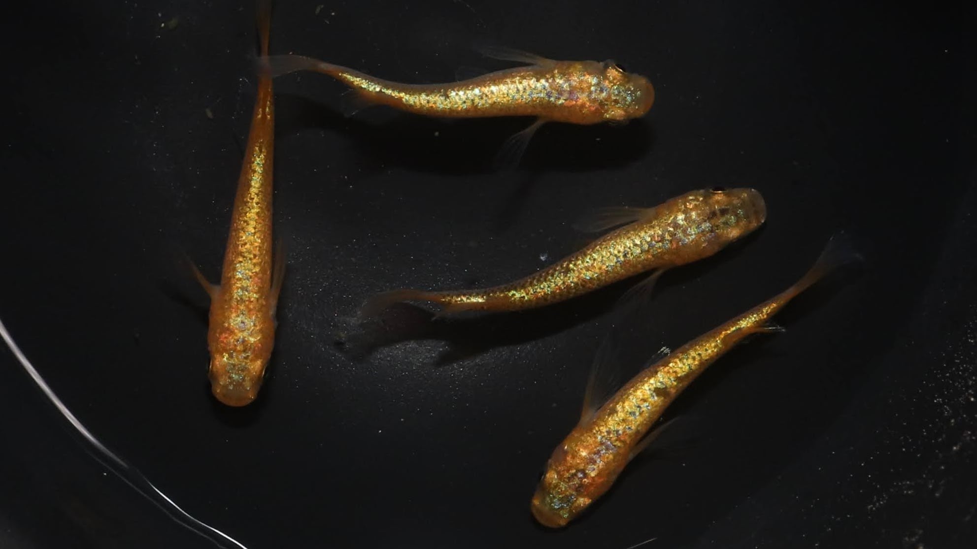 リッチA 稚魚用餌2kg | メダカ屋えん