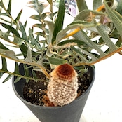 バンクシア　ブレクニフォニア【311】