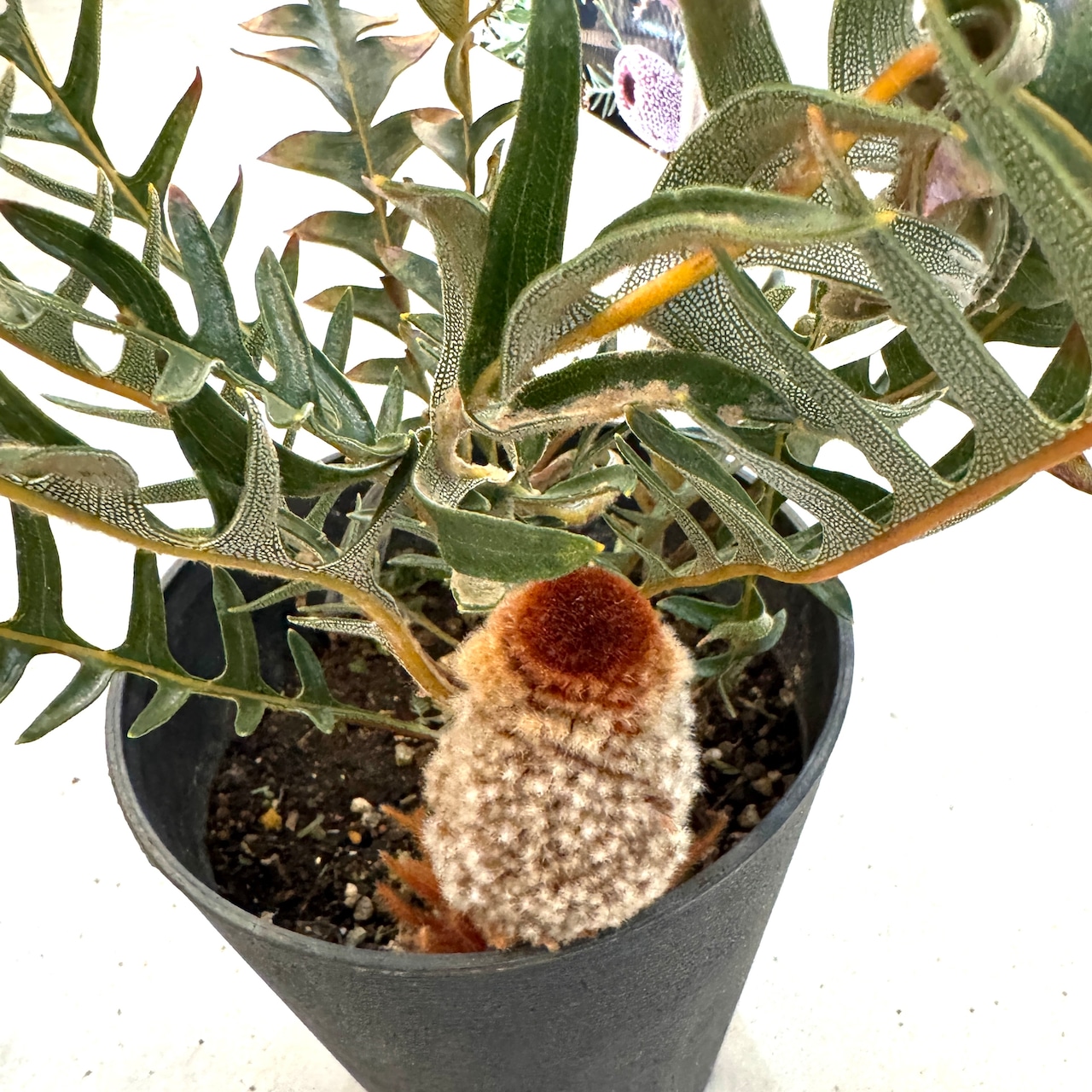 バンクシア ブレクニフォニア【311】