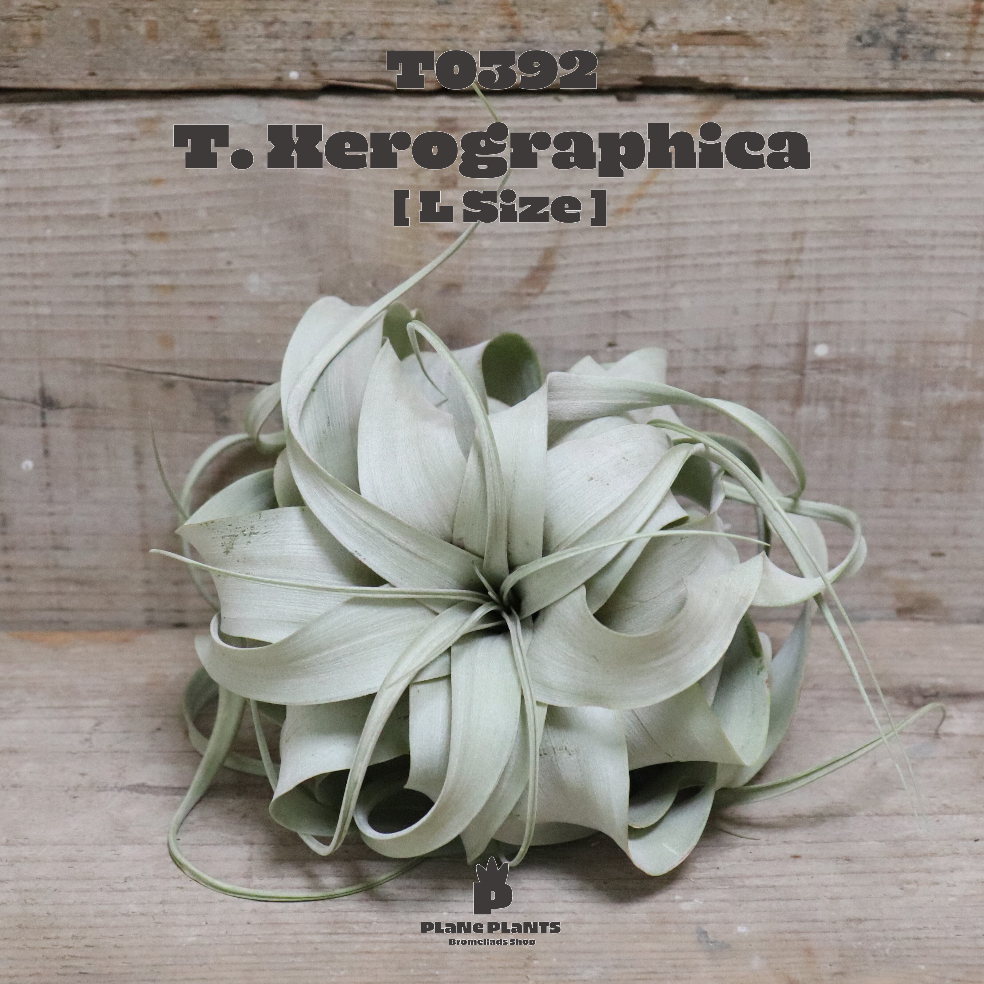 【送料無料】キセログラフィカL〔エアプランツ〕現品発送T0392