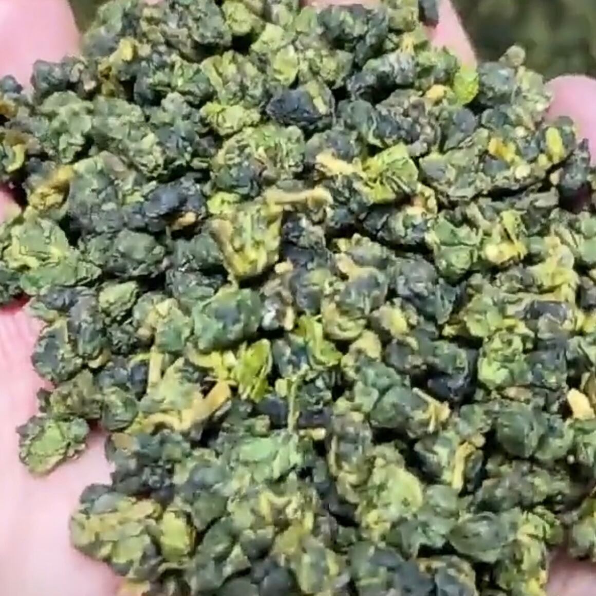 台湾茶】大禹嶺 75g/袋 | 五福茶荘