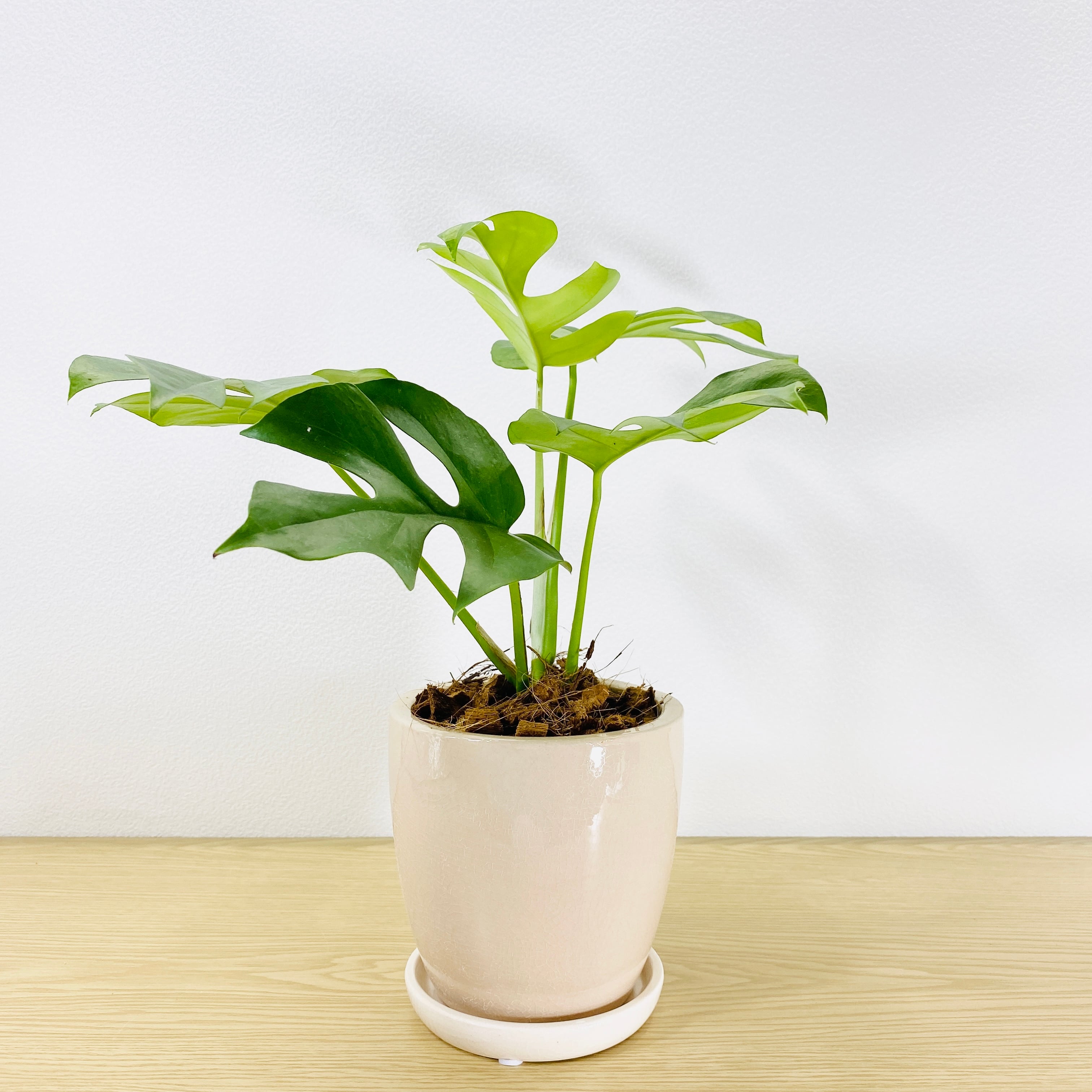 モンステラ　アダンソニー　(ヒメモンステラ)  [観葉植物・1点もの]　