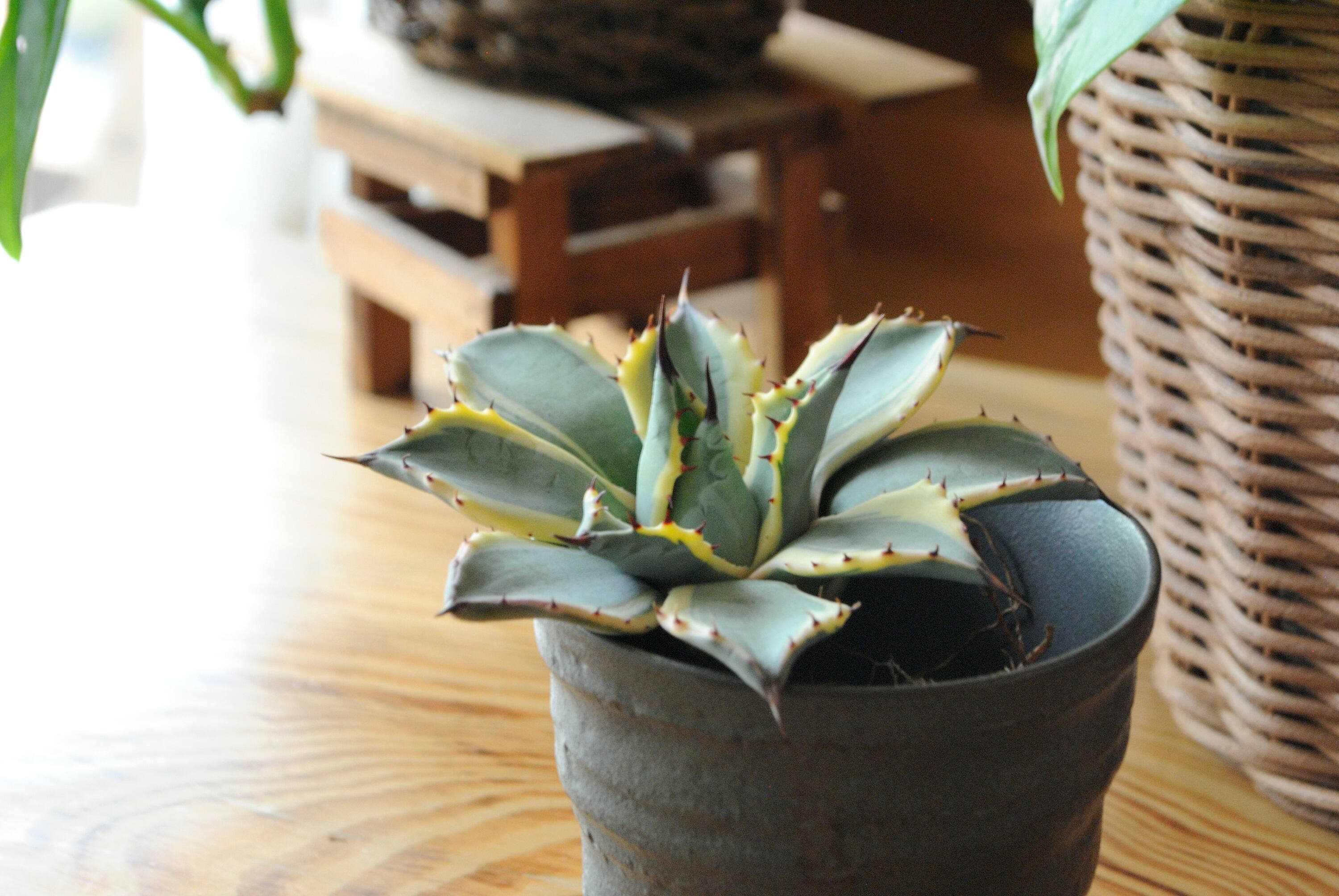 アガベ アプラナータ クリームスパイク No.3 | Agave Rocon