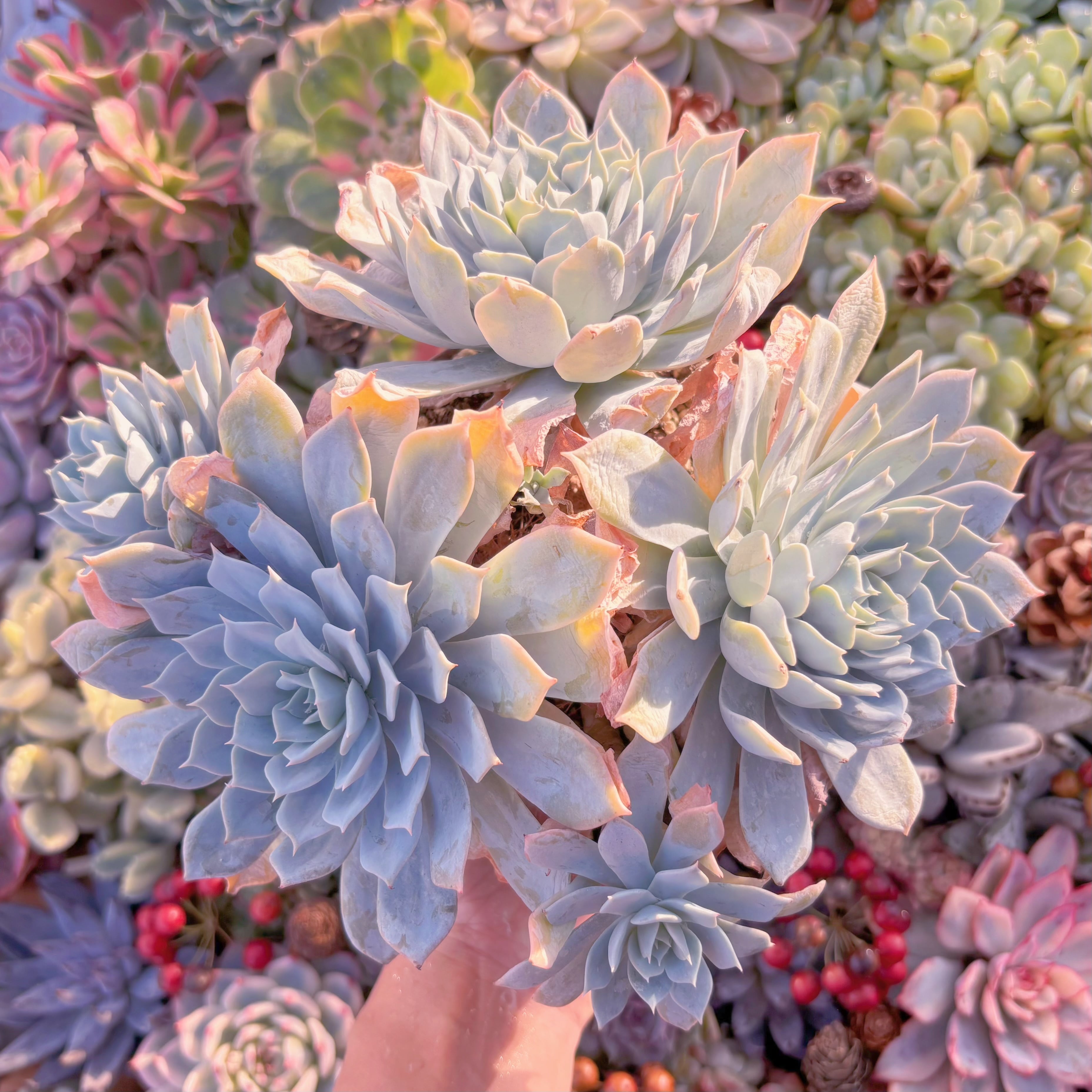 現品　デスメチアナ#F081　大群生　るる農園