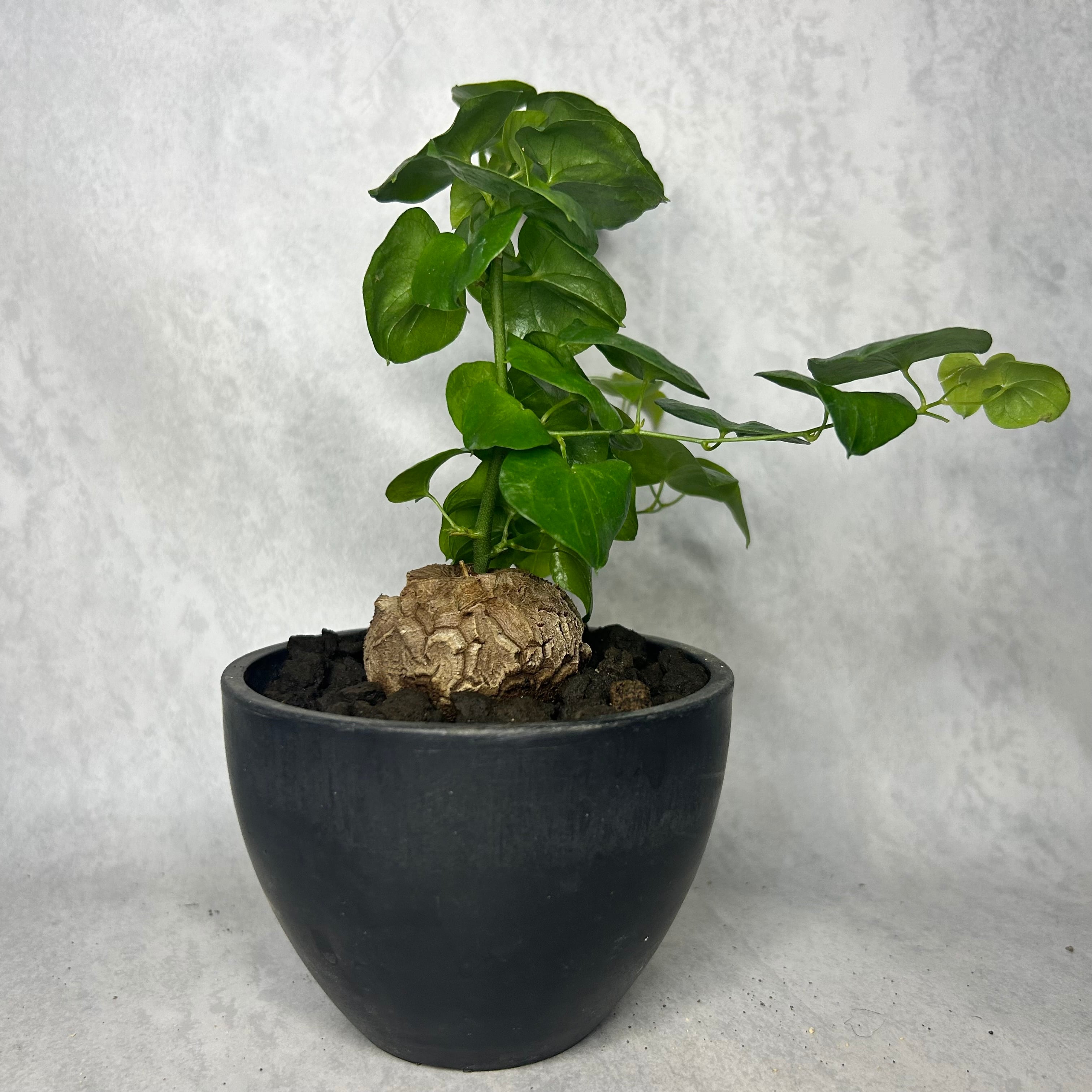 5cm越え ボコボコ割れ 亀甲竜 ディオスコレア 塊根植物 k26902 | Pay ID