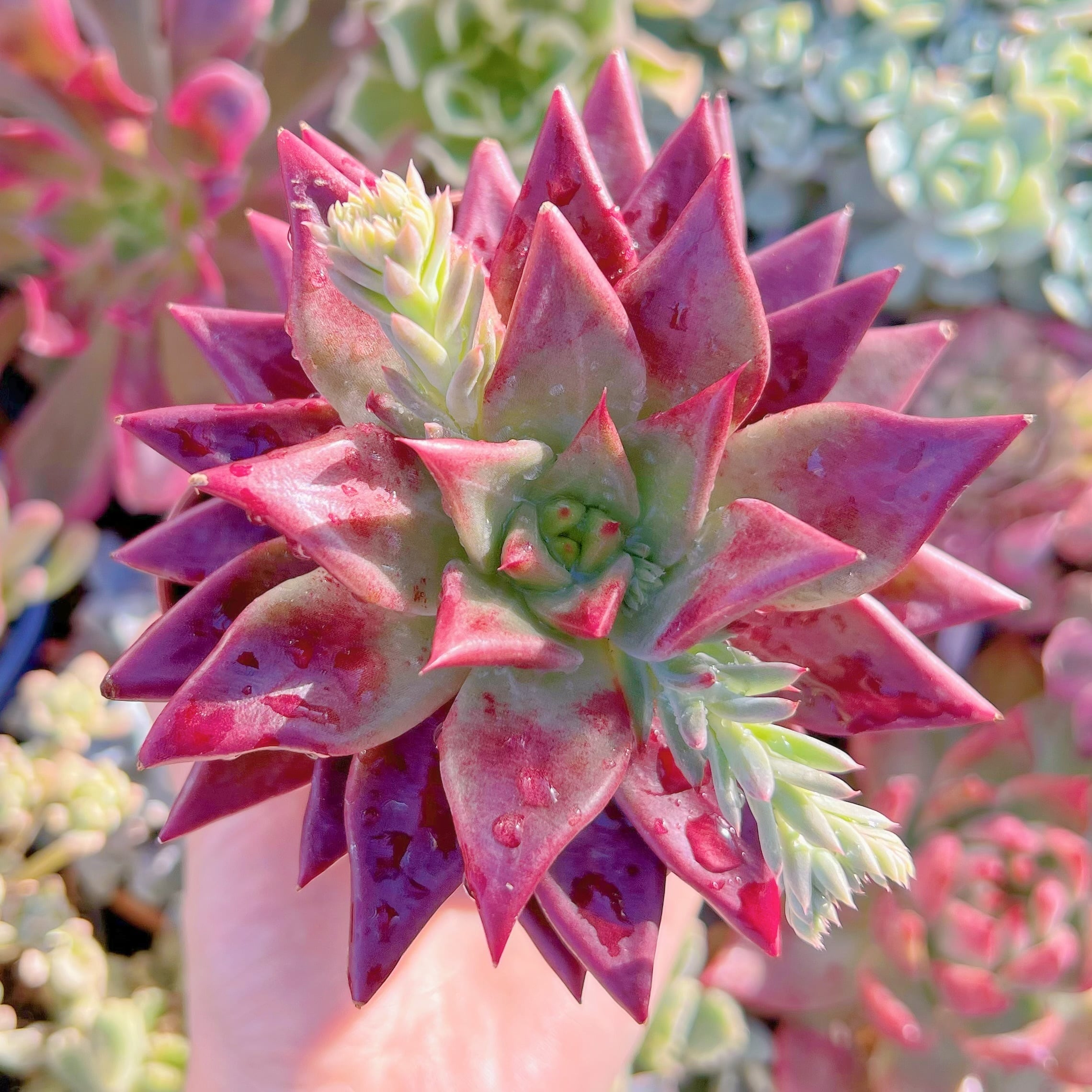 現品　プシュケ#617　新入荷　るる農園