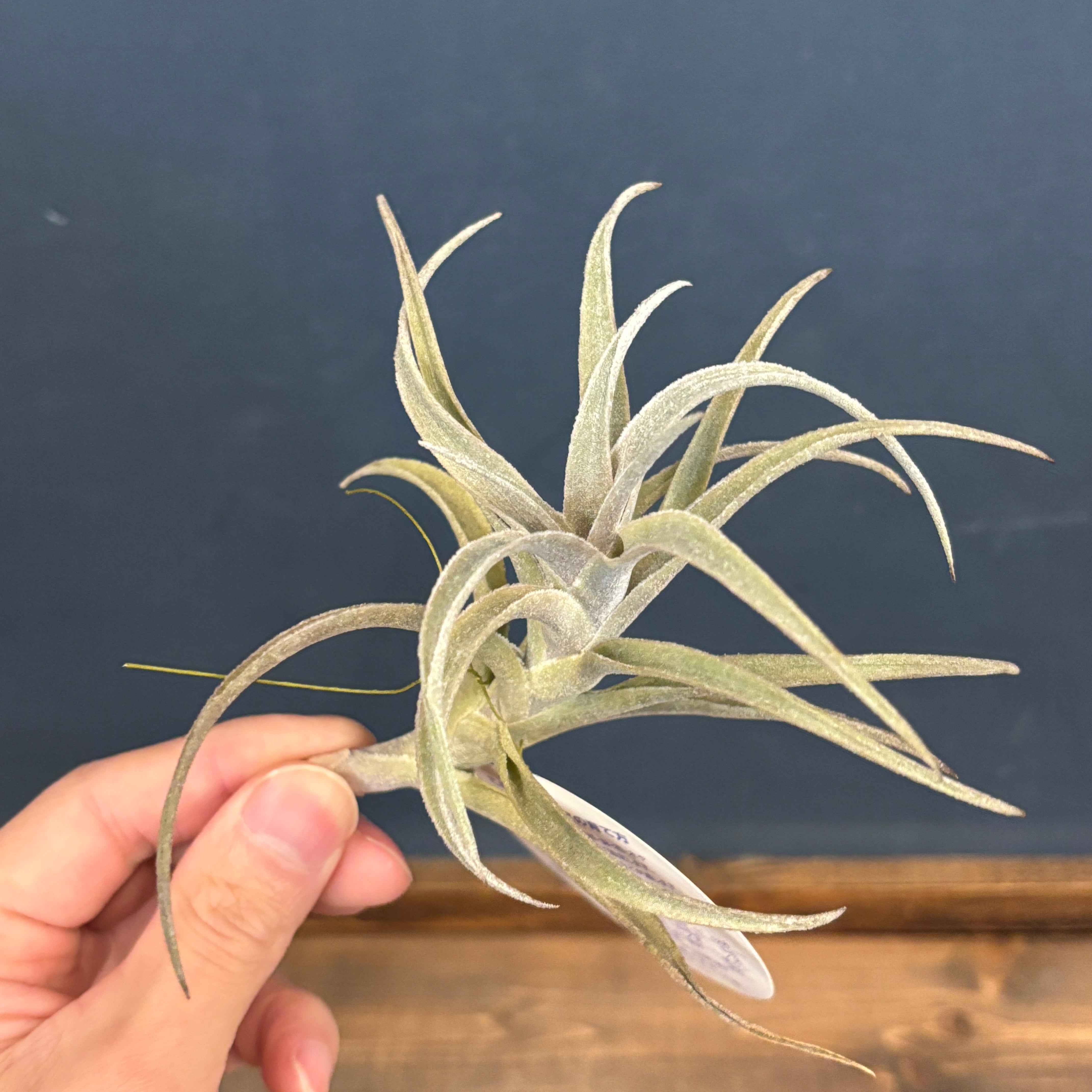 チランジア エディシアエ【028】 | PROTOLEAF プロトリーフ