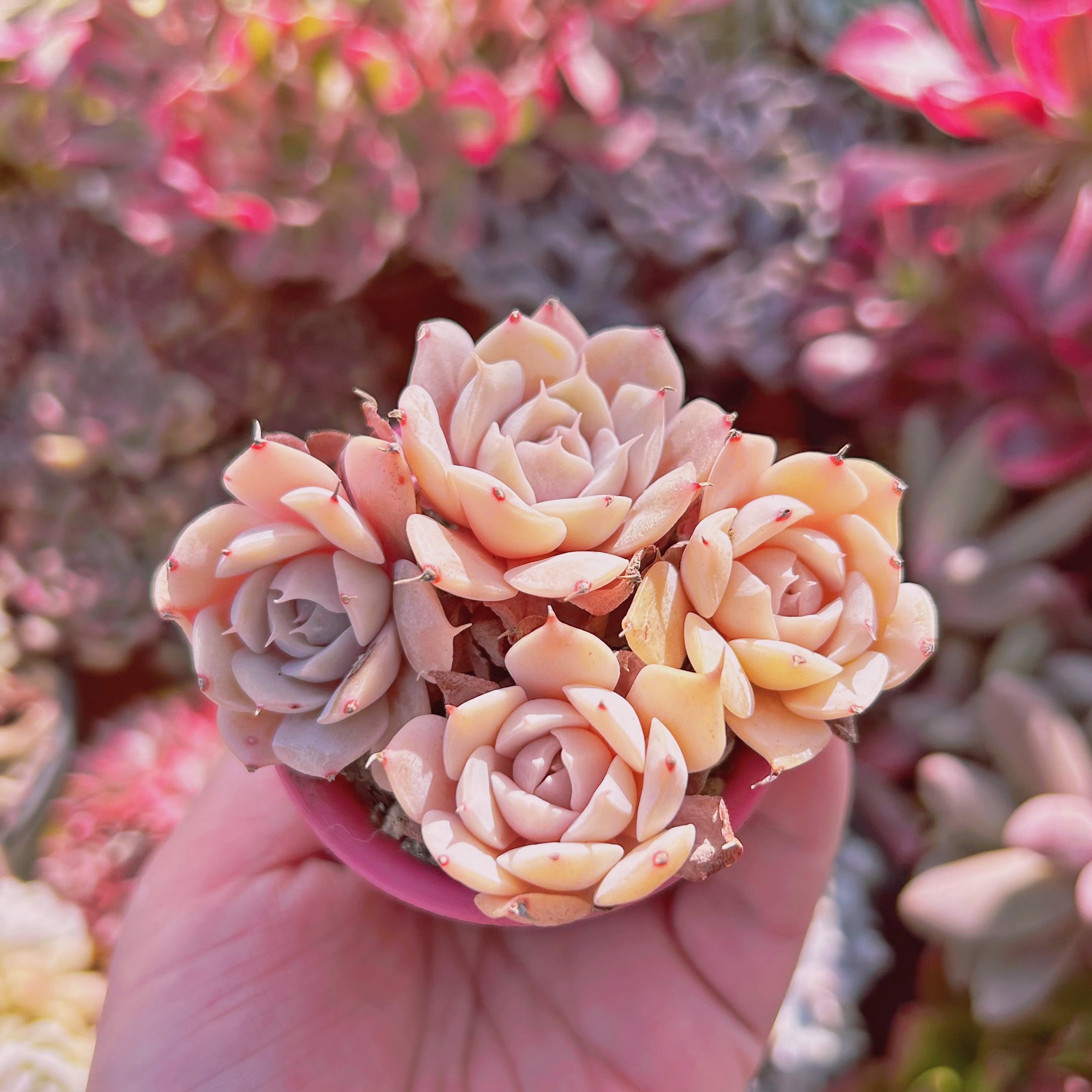 #740現物　多肉植物　ブラッドブリアナxスノーフィールド