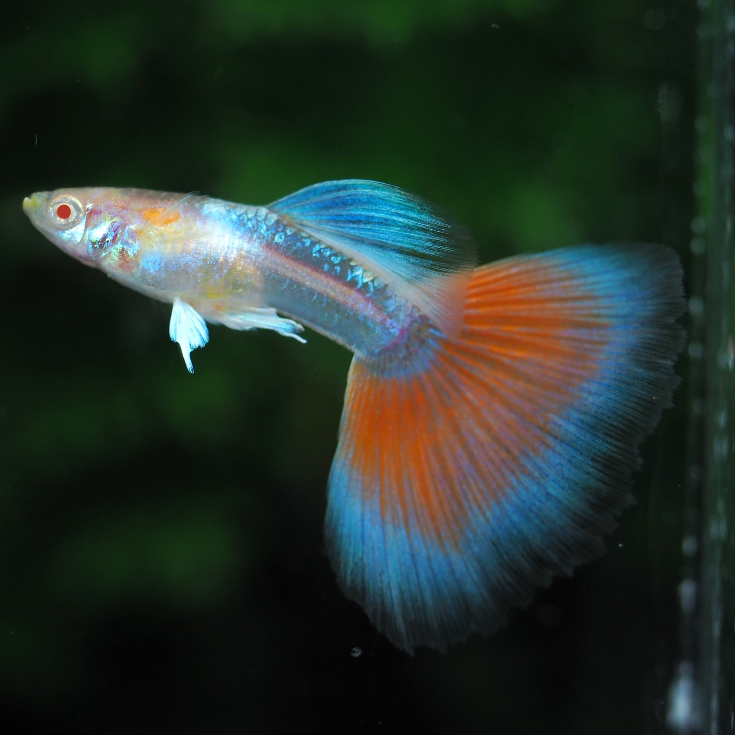 セール】RREAアクアマリンレッドテールタキシード 若魚3ペア | 伊豆