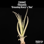 【送料無料】'Crowning GLory' × 'Rex'〔エアプランツ〕現品発送T5394
