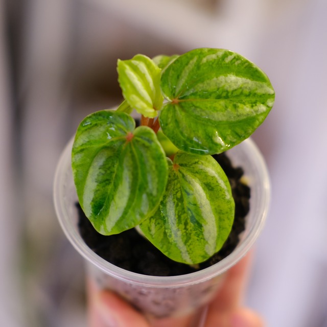 Peperomia argyreia variegated｜極斑入り スイカペペロニア│観葉植物