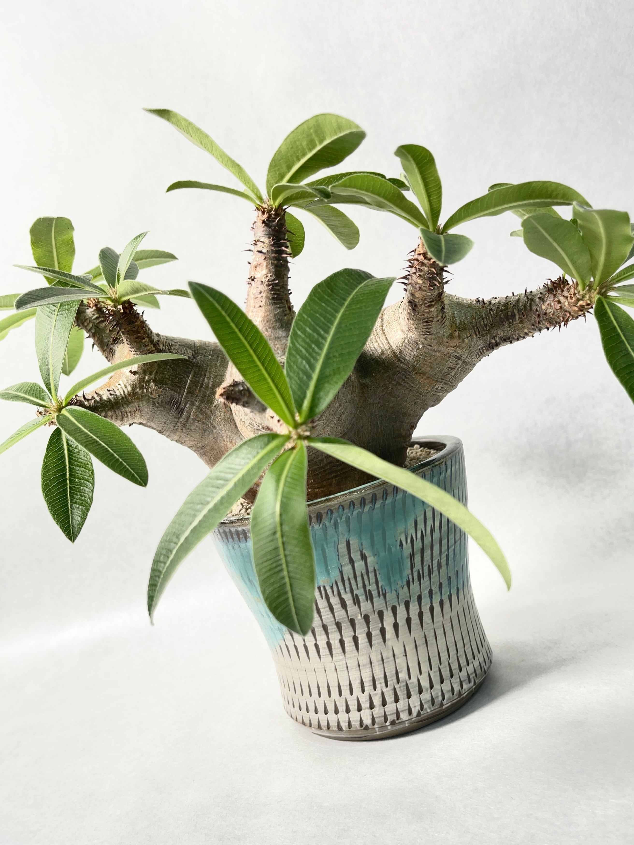 パキポディウム・ホロンベンセ | trigger