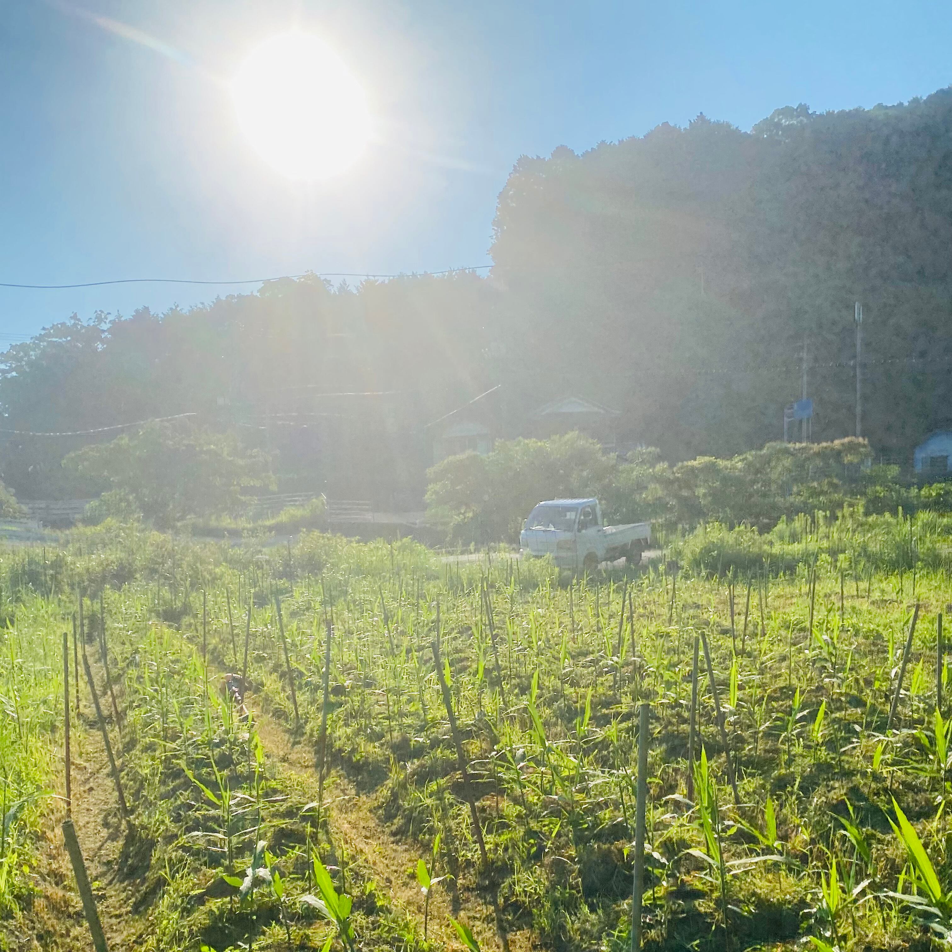赤新生姜 1kg 土付き(自然栽培フェア2025会場限定販売） | SORANOSITA