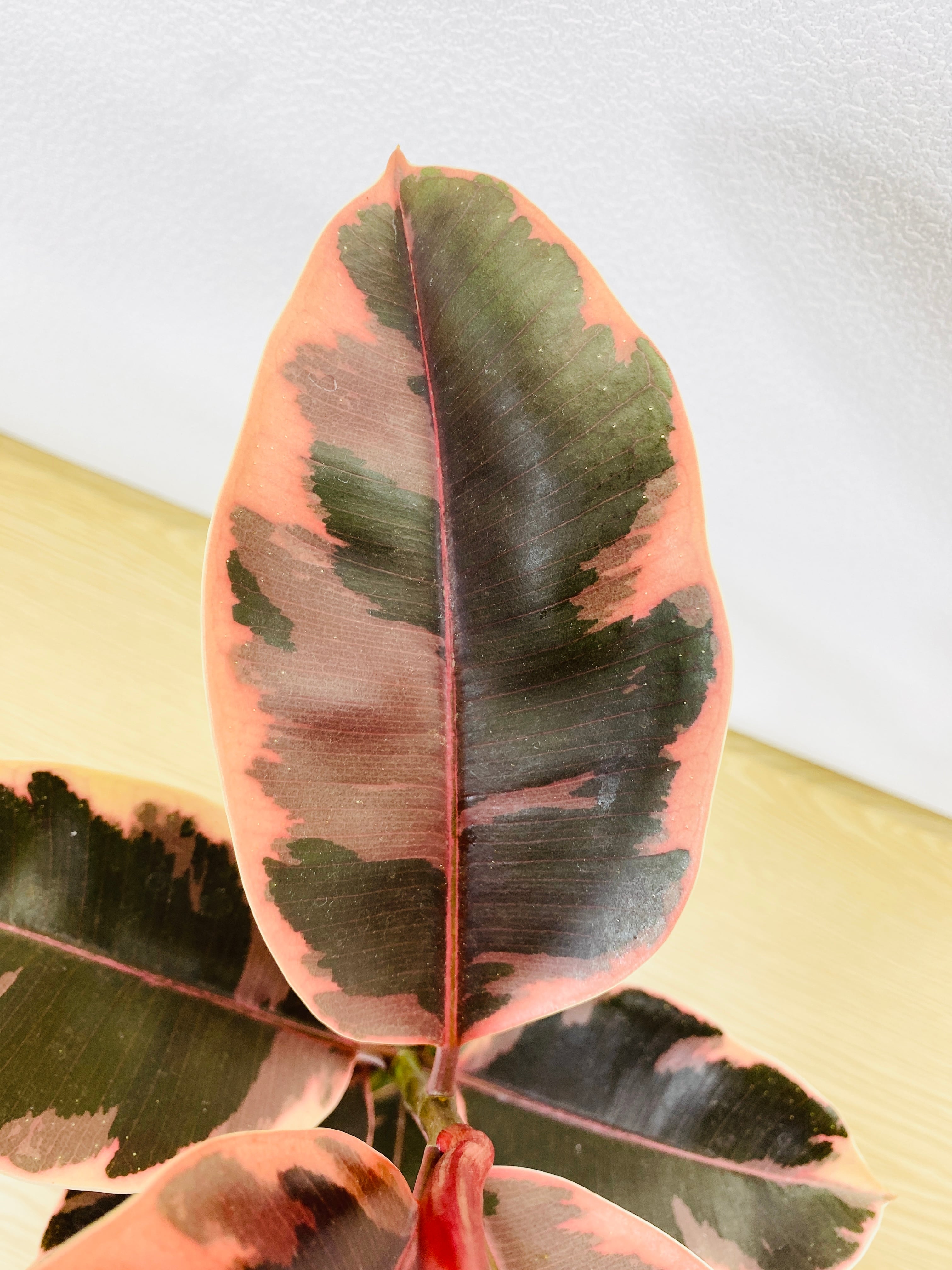 【発色かなり良い♥】フィカス ルビー ゴムの木 観葉植物】フィカス ルビー ゴムの木 曲がり仕立て 7号 鉢カラー