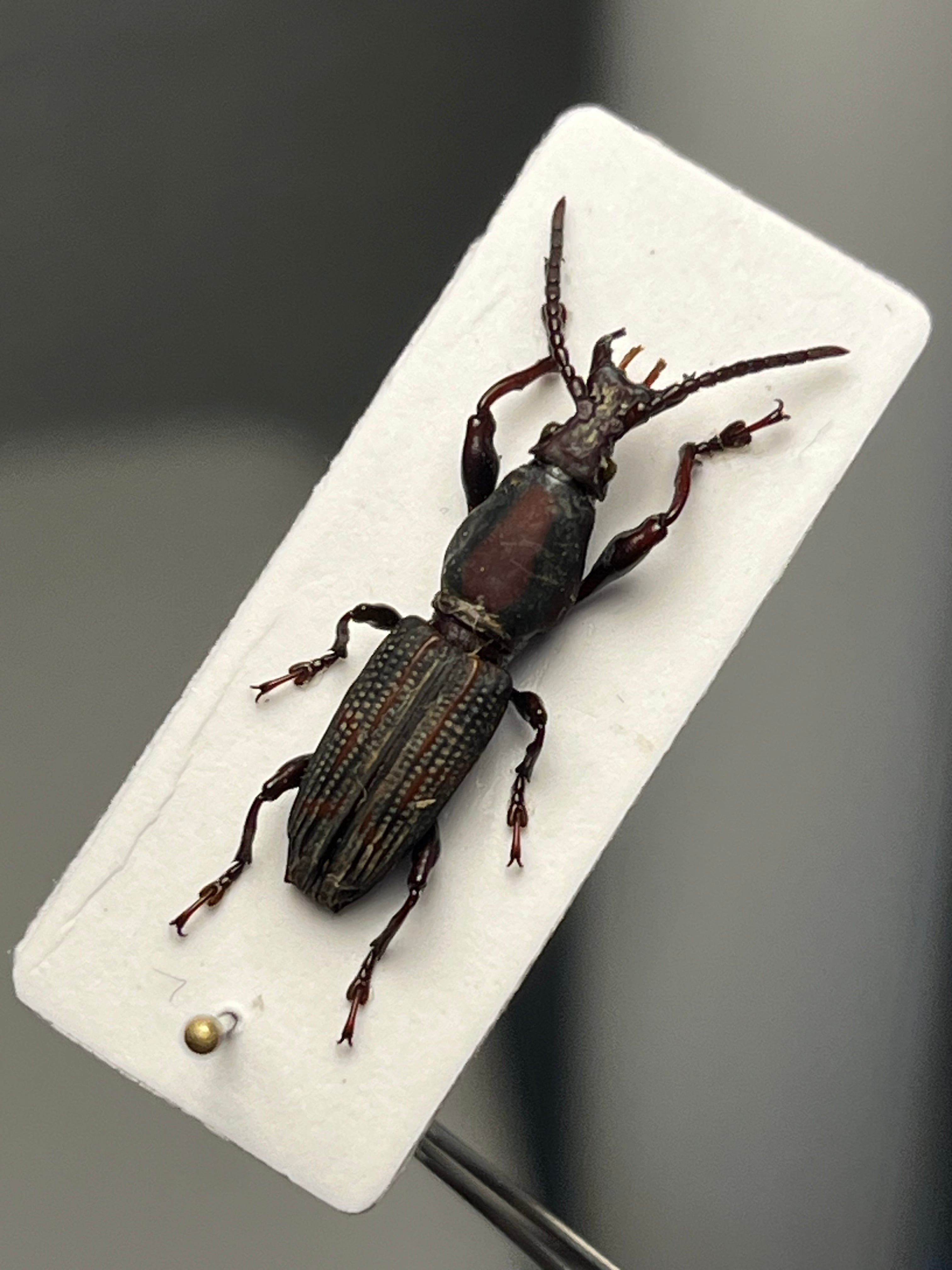 18mm】大顎の発達したミツギリゾウムシの一種 標本ゴミムシダマシ