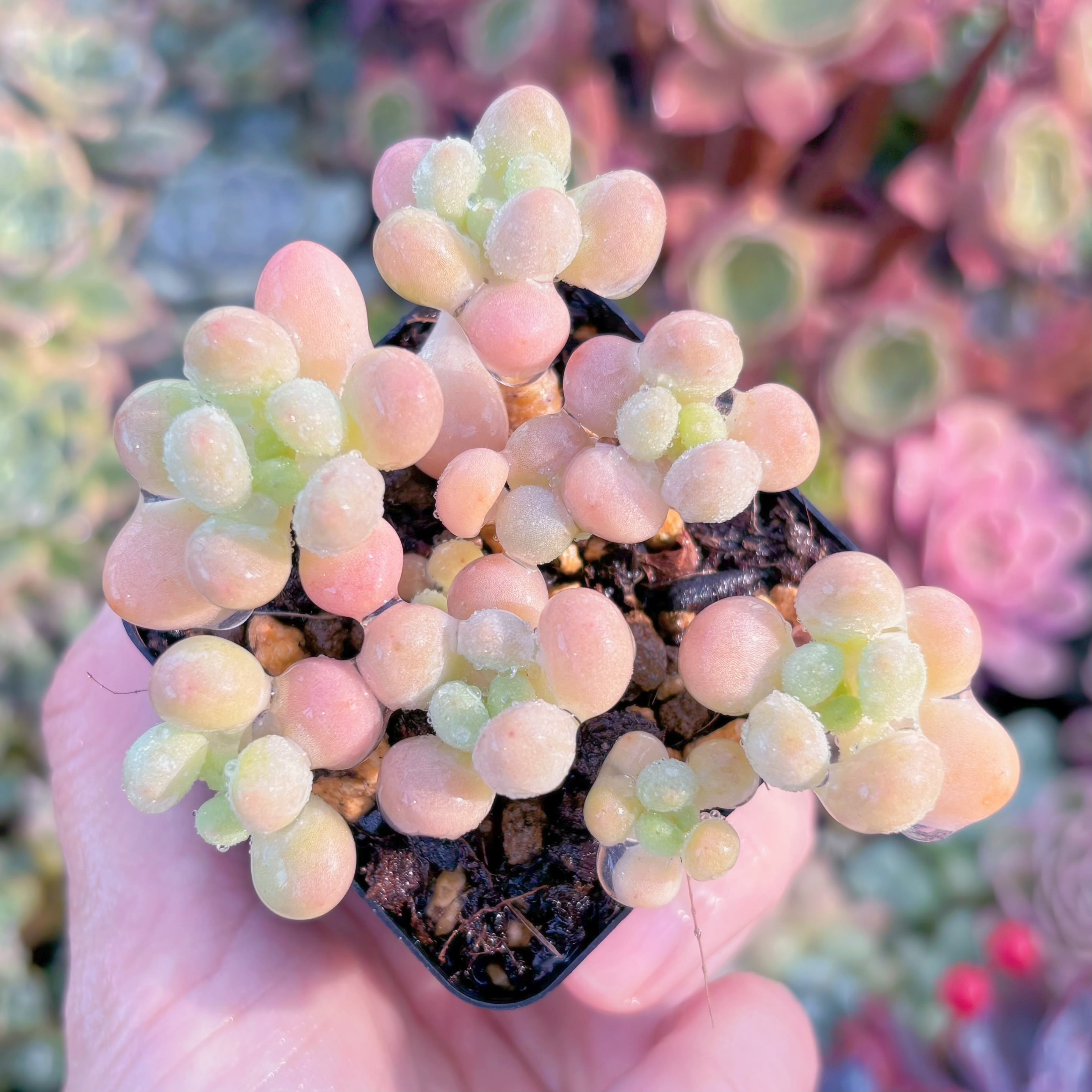 現品　パールミルク#F043　るる農園