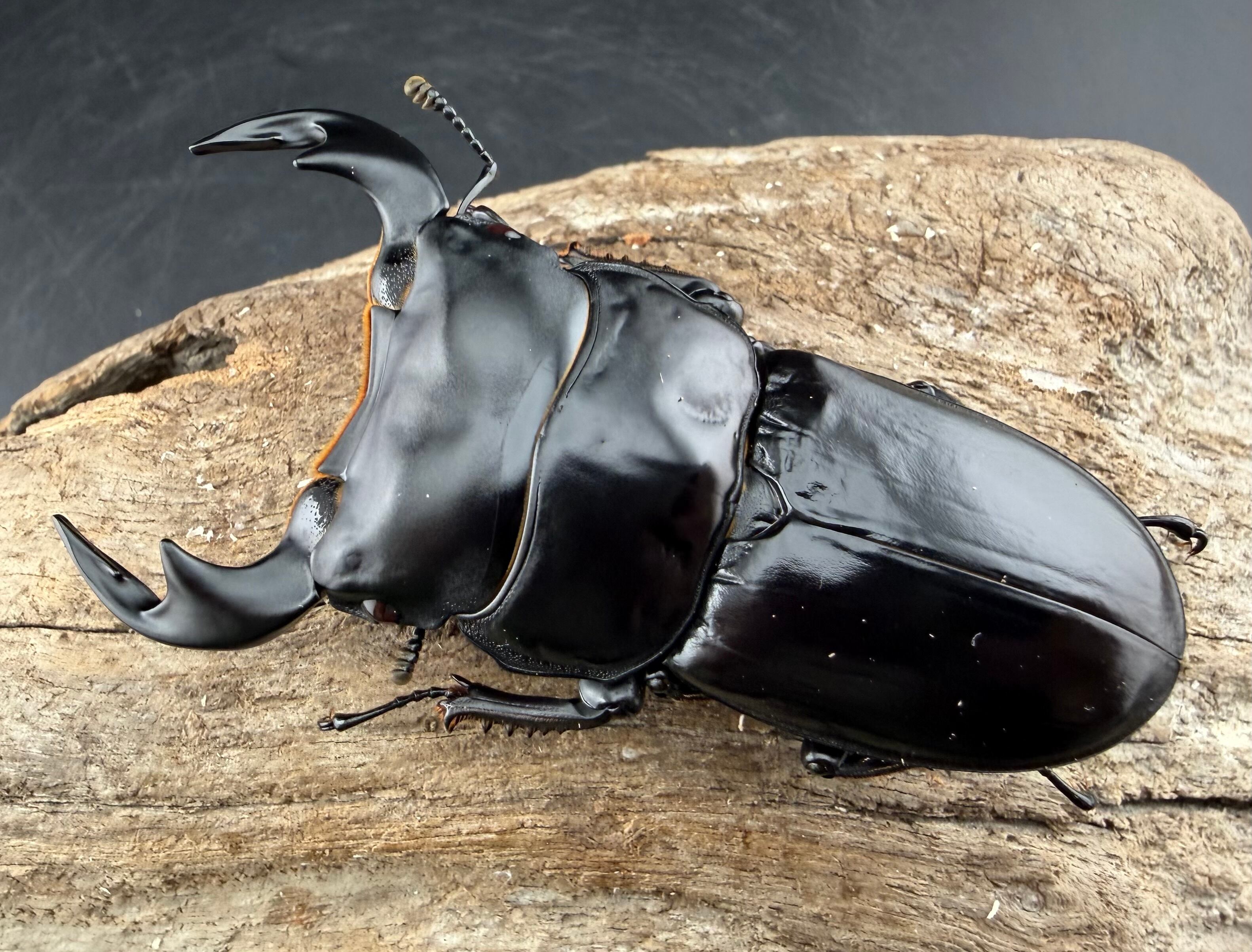 マレーアンタエウス ドルクスマンB血統 75mm ペア》 | KPW公式