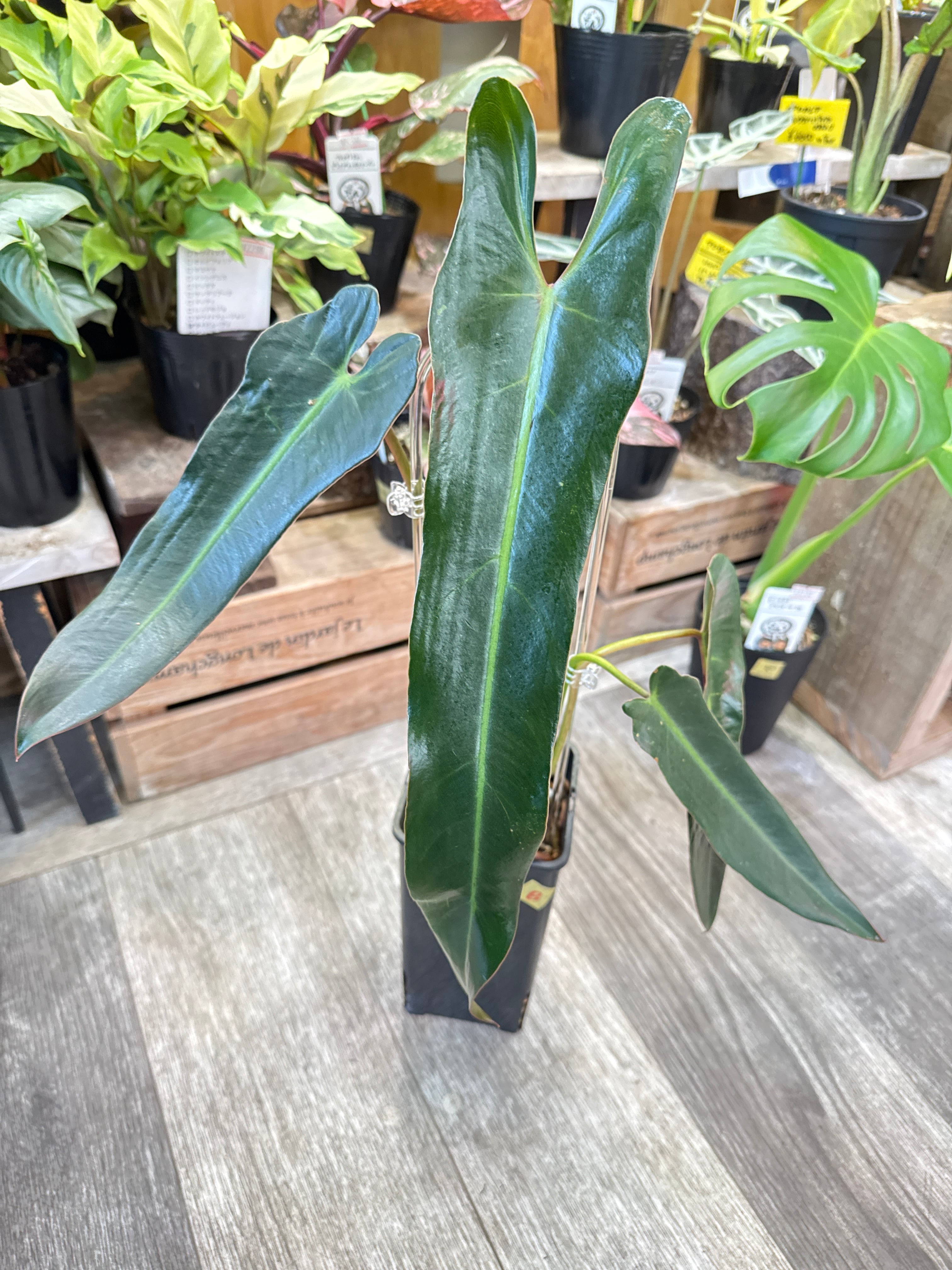 さんたさんおまとめ　希少！非売品　チリブロンズ、フィリピン、チリの山 B フィロデンドロン スピリタスサンクチ | Gardenえん 【観葉熱帯植物】