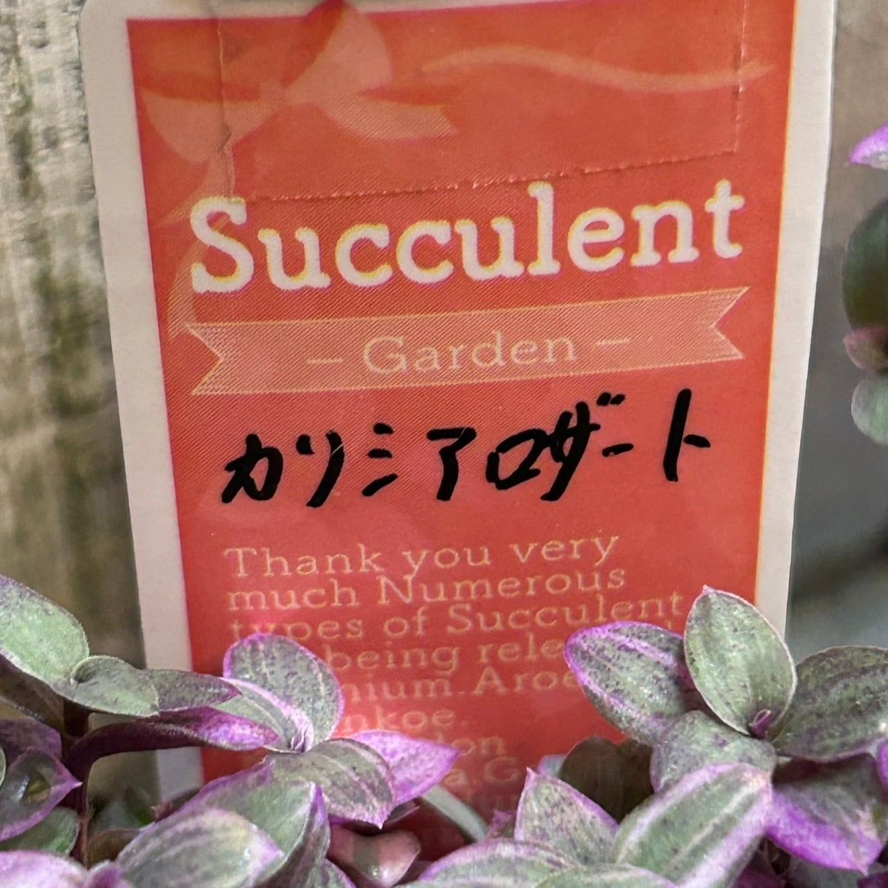 カリシアロザート | RuPo 多肉植物専門店