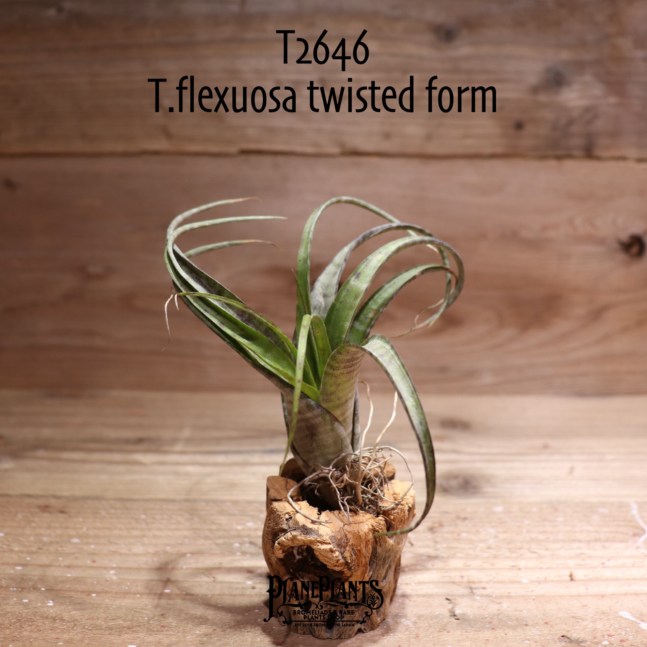 【送料無料】flexuosa twisted form 〔エアプランツ〕現品発送T2646