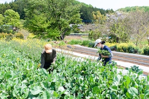 《月1発送》FIO野菜-定期便 Mサイズ