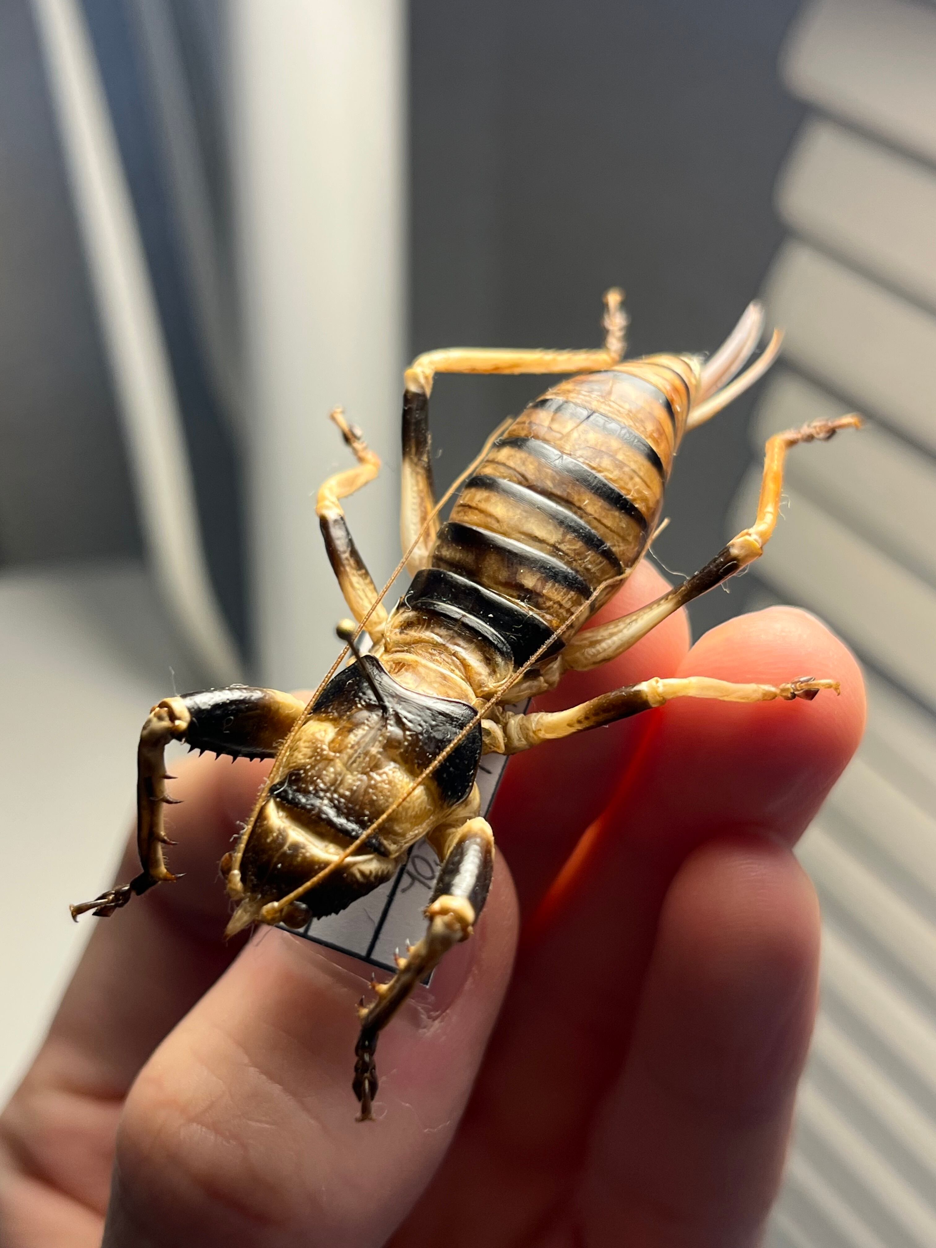 美麗♀】ロブスターキリギリス マッチョキリギリス コロギス リオック